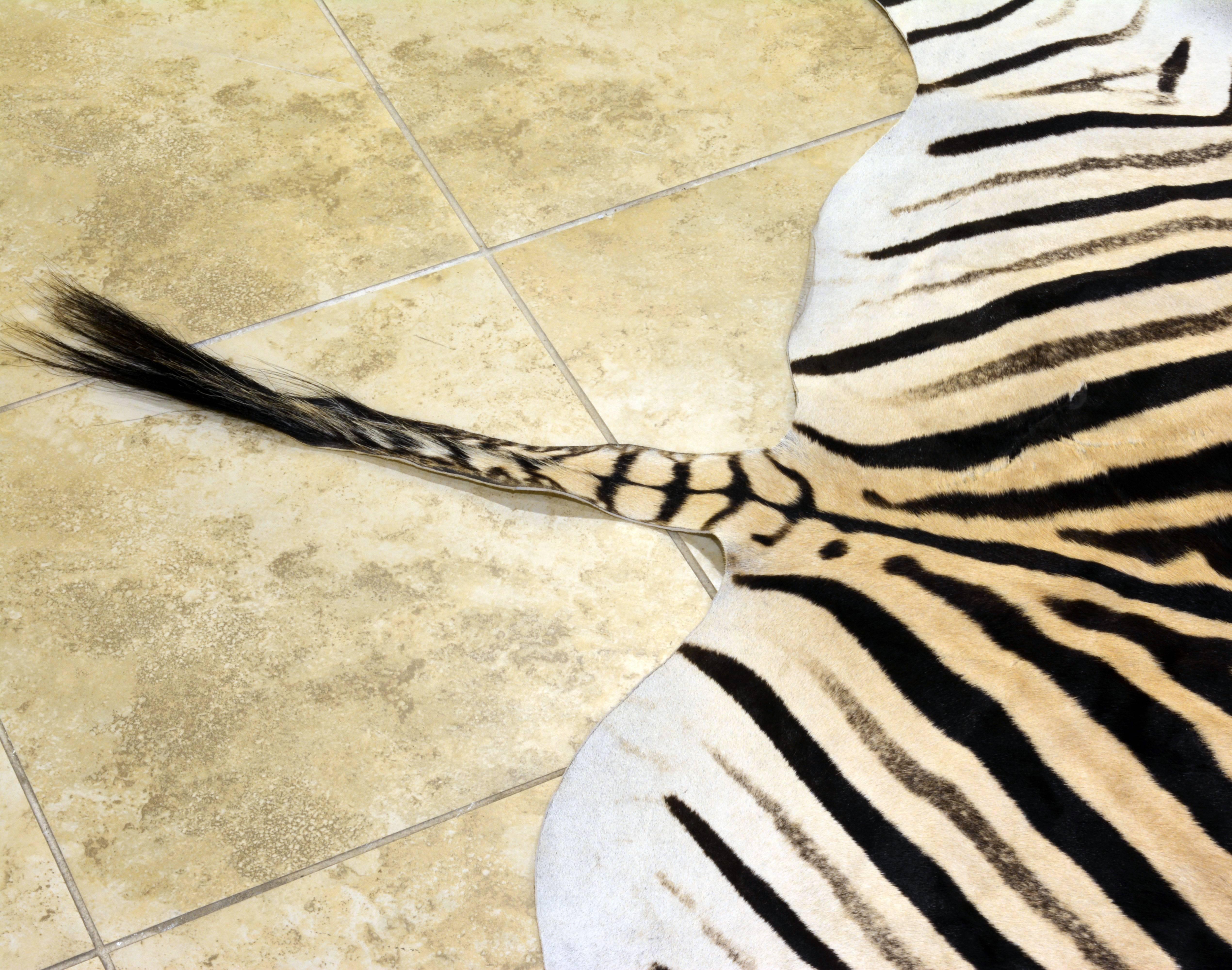Large High Quality Burchell Zebra Hide Rug Well Marked and Great Color 2