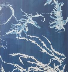 Contemporary Seaweeds Blueprint Wall Print or Decoration, Glithero, 2014