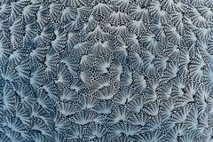 Contemporary Print 'Umbra Immortalis' by Rowan Mersh & Glithero, 2017