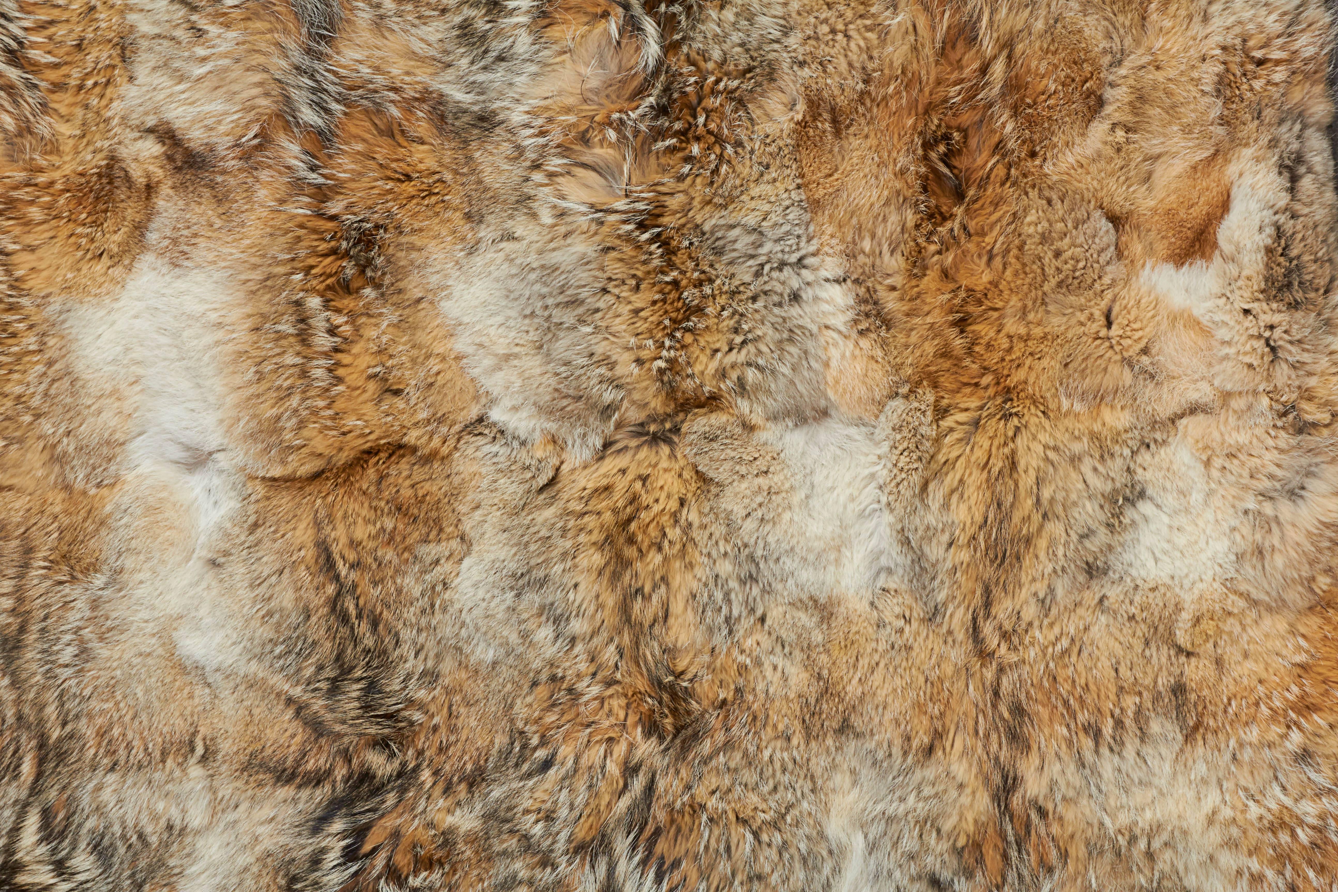 Elegant coyote fur rug or throw with camel colored lining.