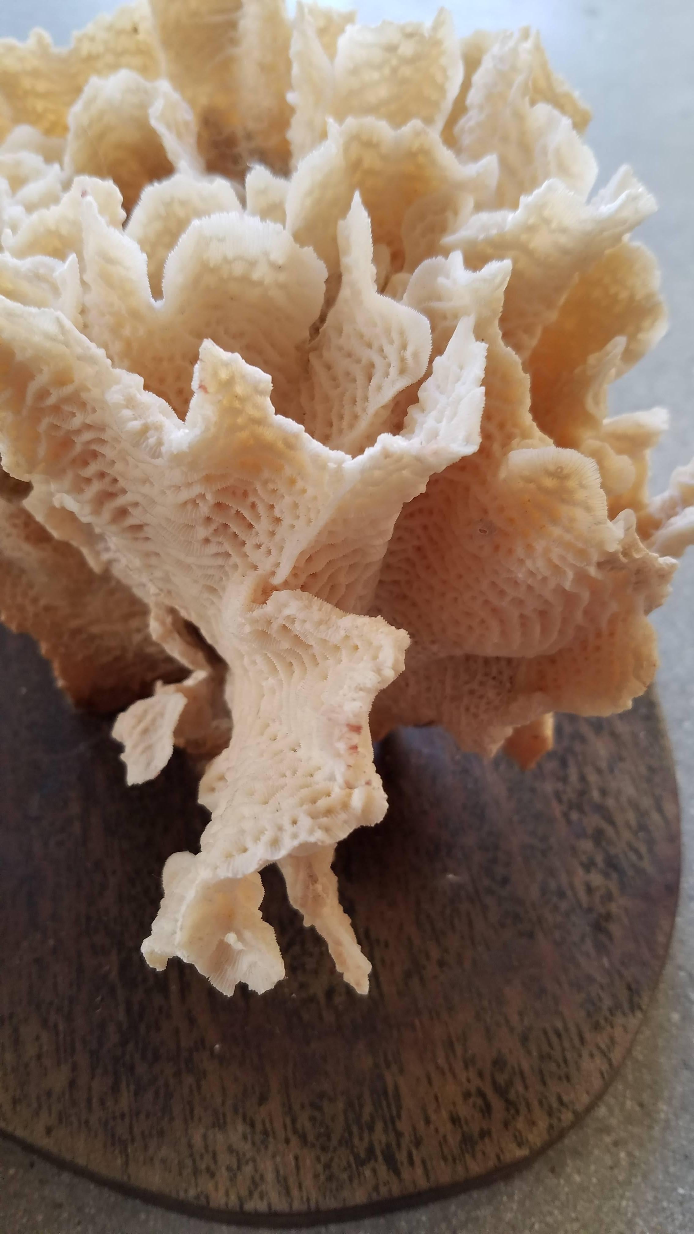 Unknown Pair of Cream White Coral Specimens Mounted on Wood For Sale