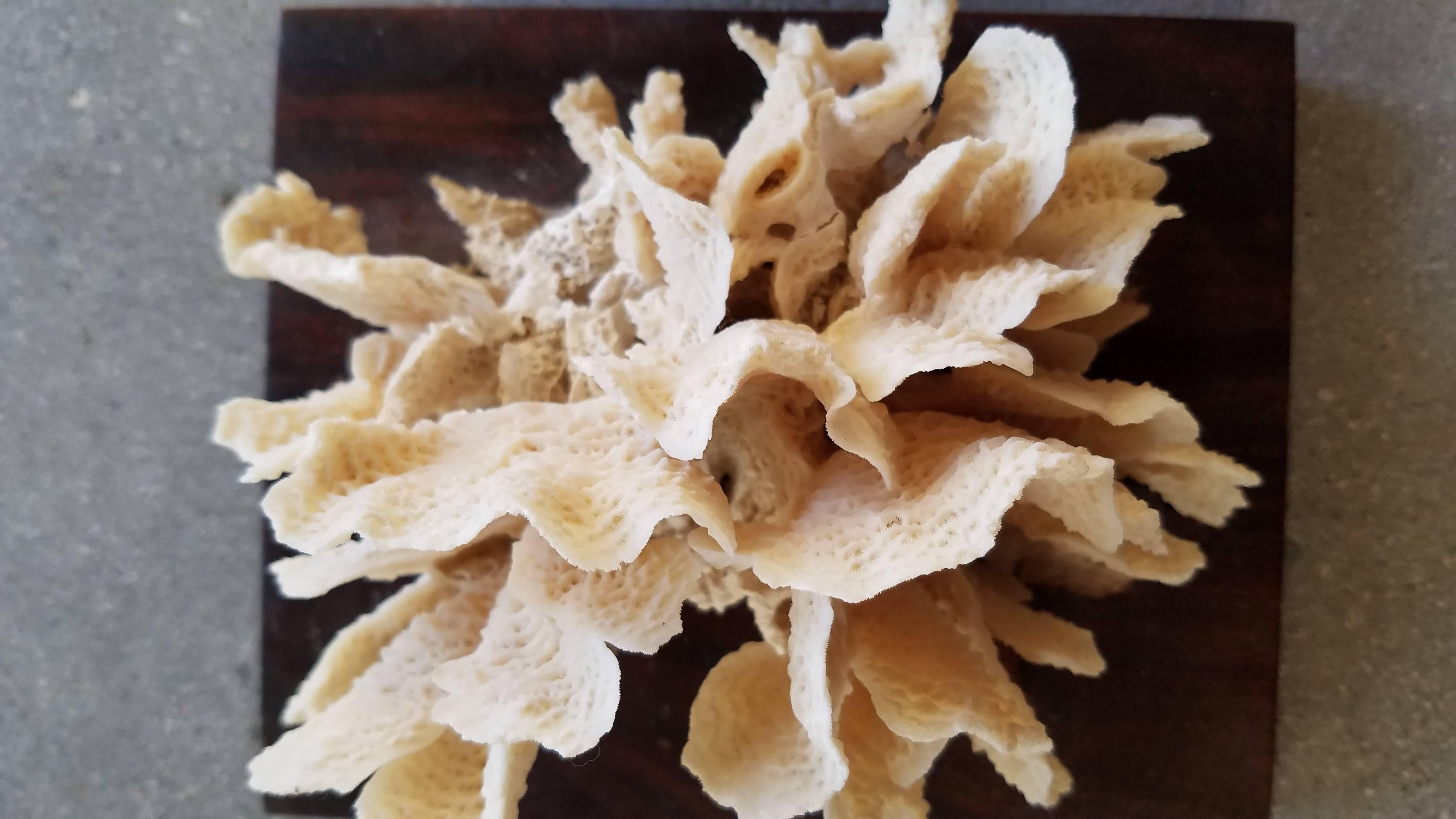 This a beautiful pair of raw linen toned coral specimens mounted with holes in the top of each wood plaque for hanging vertically or are beautiful sitting flat.