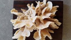 Pair of Cream White Coral Specimens Mounted on Wood