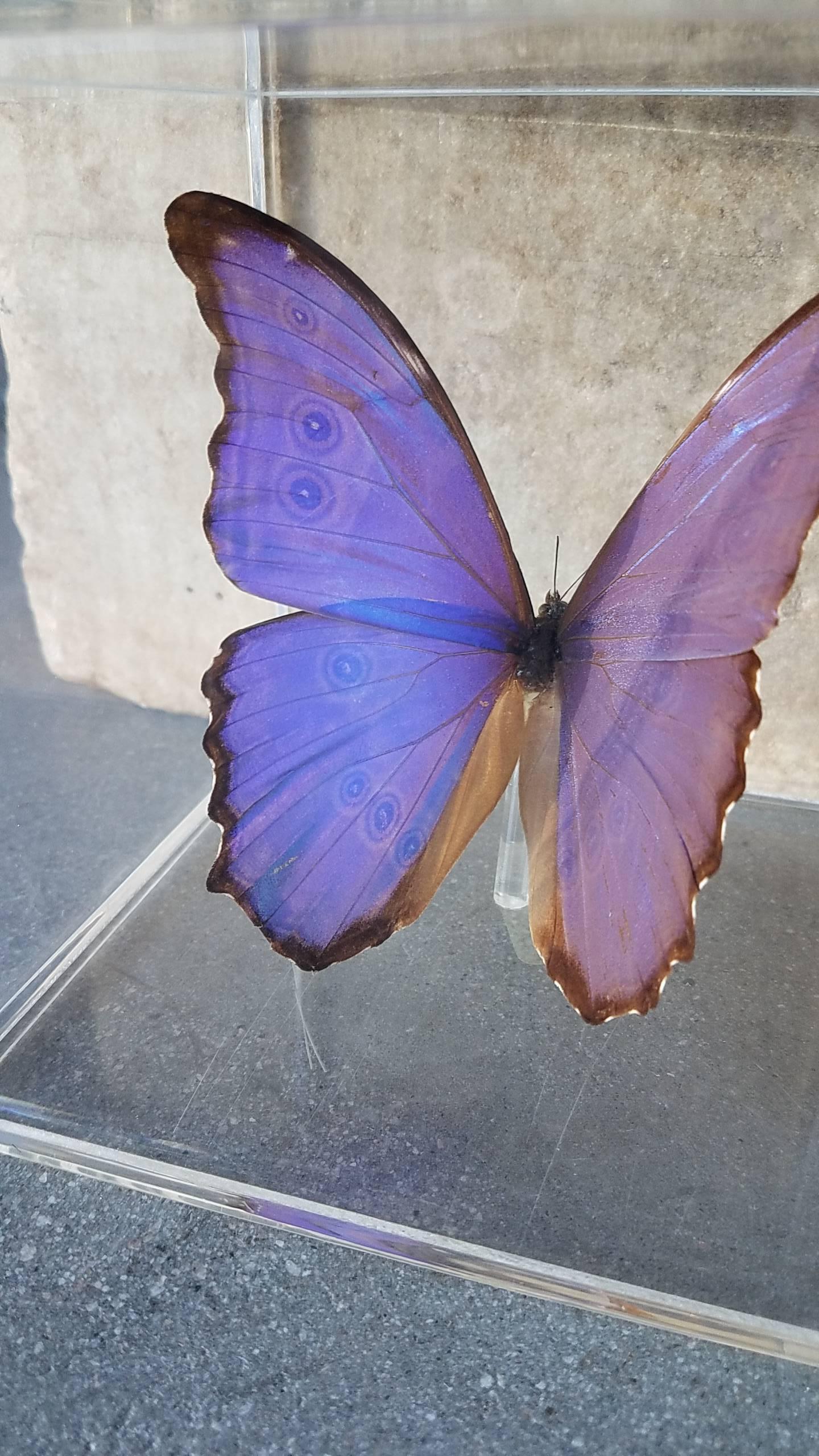 Blue Morpho Butterfly Taxidermy in Thick Lucite Display Case In Excellent Condition In Cardiff, CA