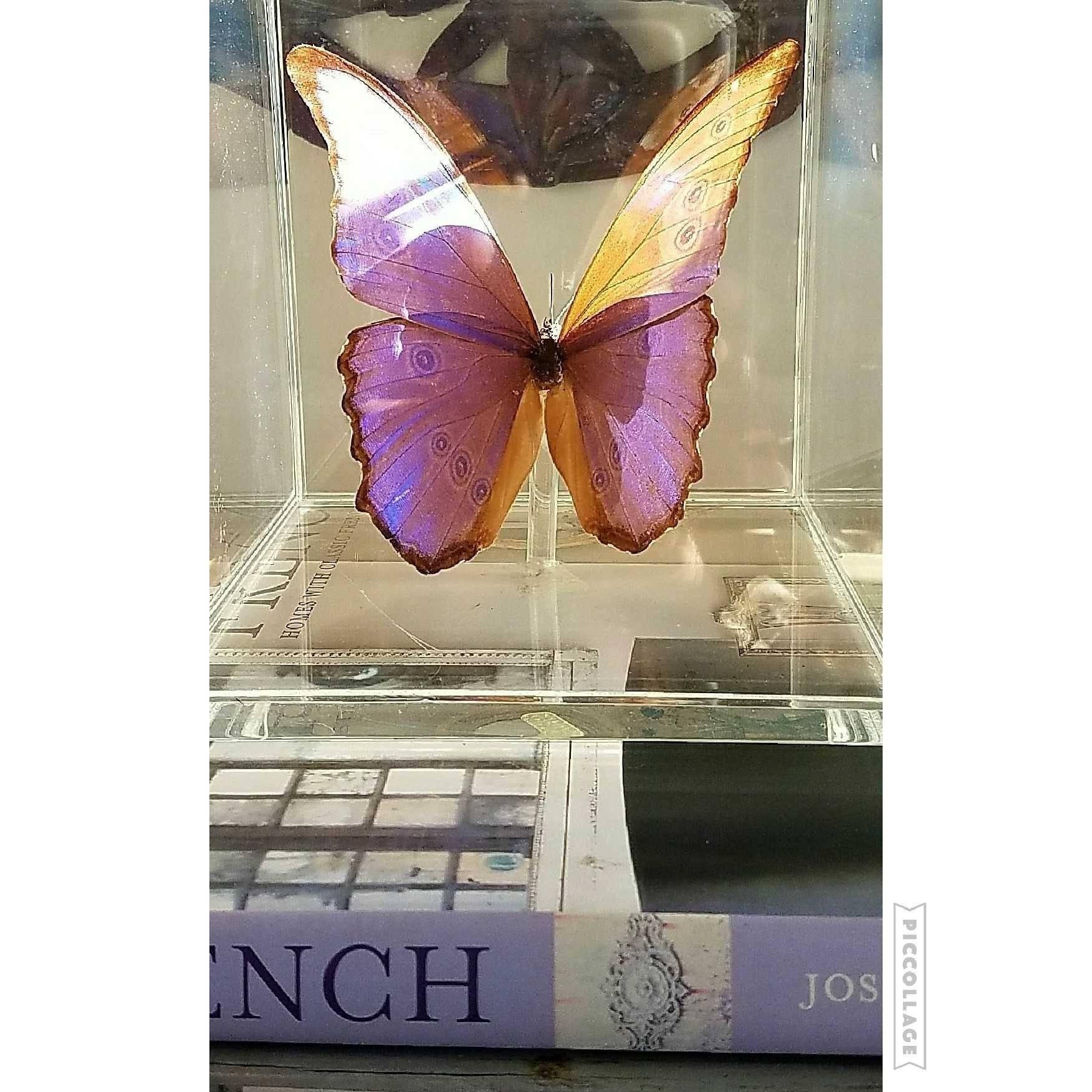 The color of this perfect butterfly specimen is breathtaking. The condition is perfect and the display case is also in great condition with its generous size.