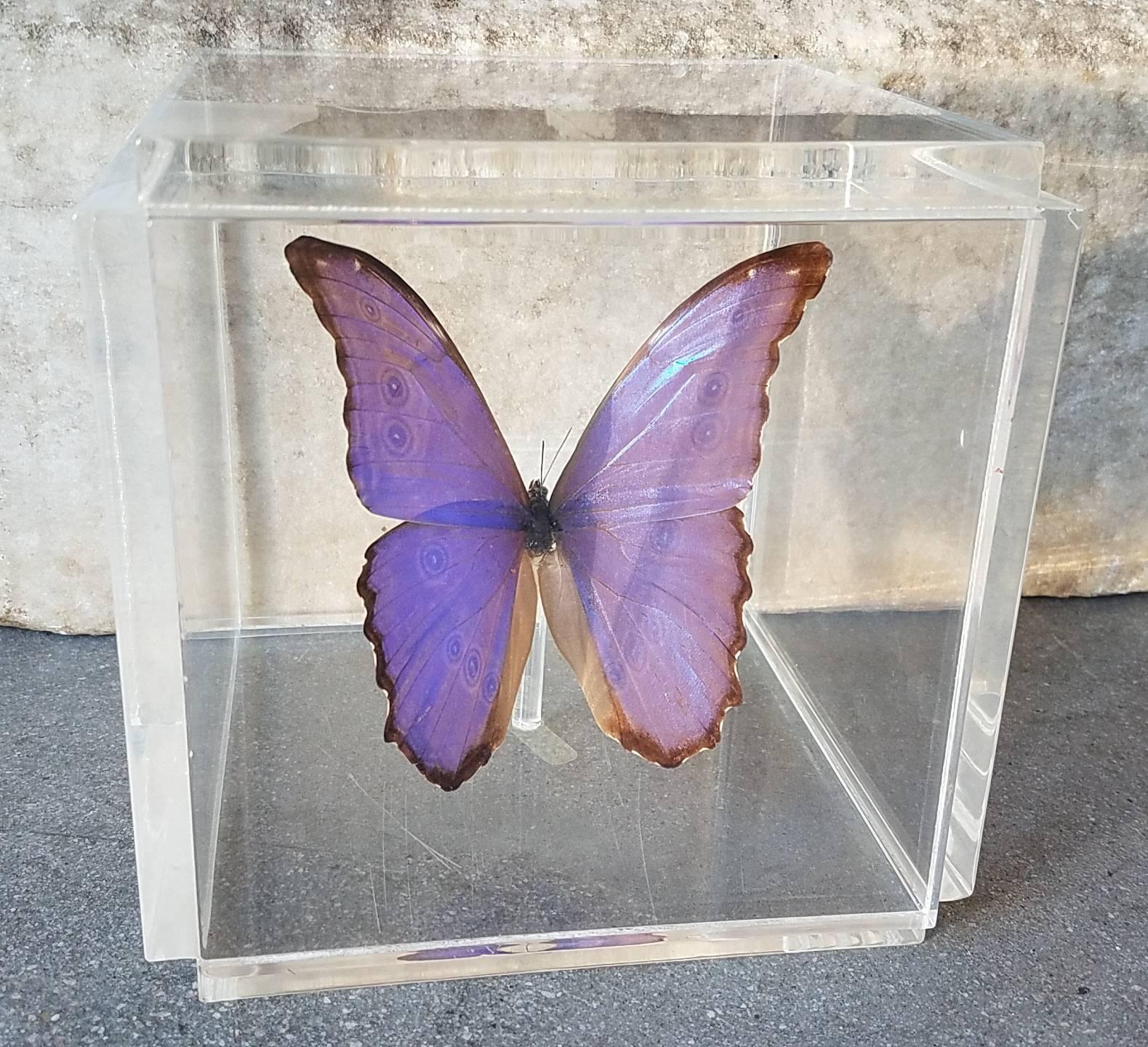 Blue Morpho Butterfly Taxidermy in Thick Lucite Display Case 1