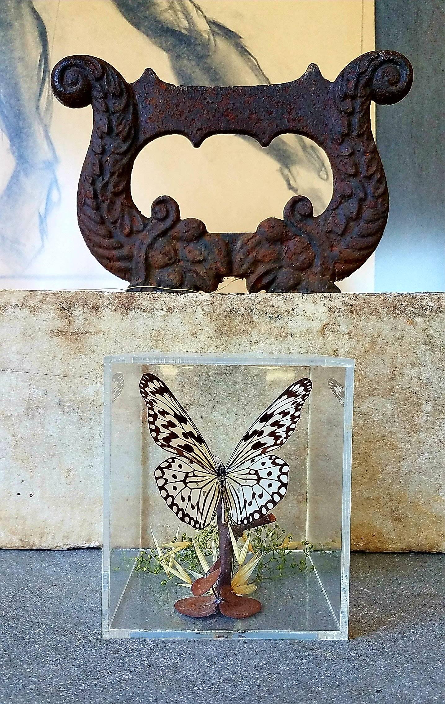 This striped butterfly is in excellent condition as is the Lucite display case.