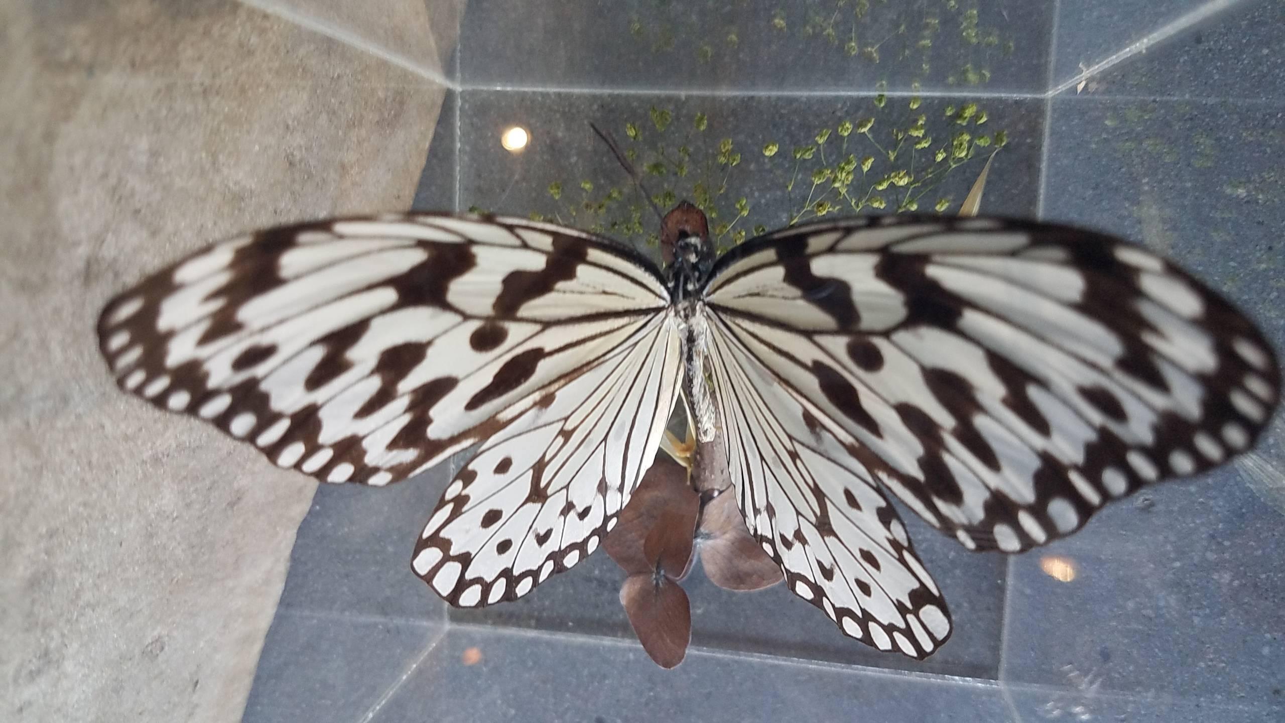 Organic Modern Vintage Butterfly Taxidermy