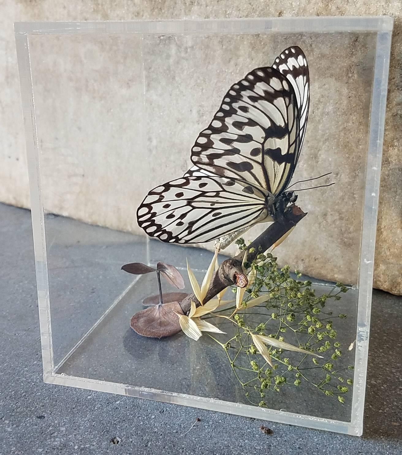Unknown Vintage Butterfly Taxidermy