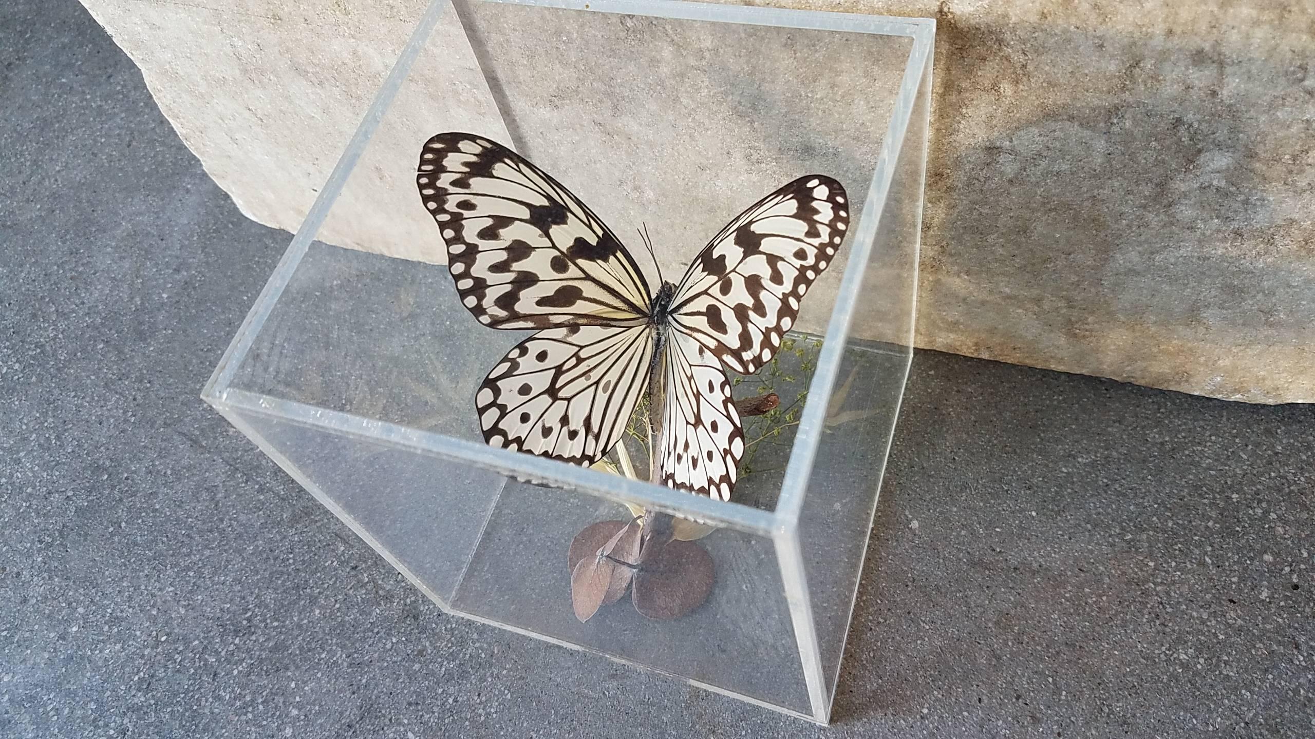 Vintage Butterfly Taxidermy In Excellent Condition In Cardiff, CA