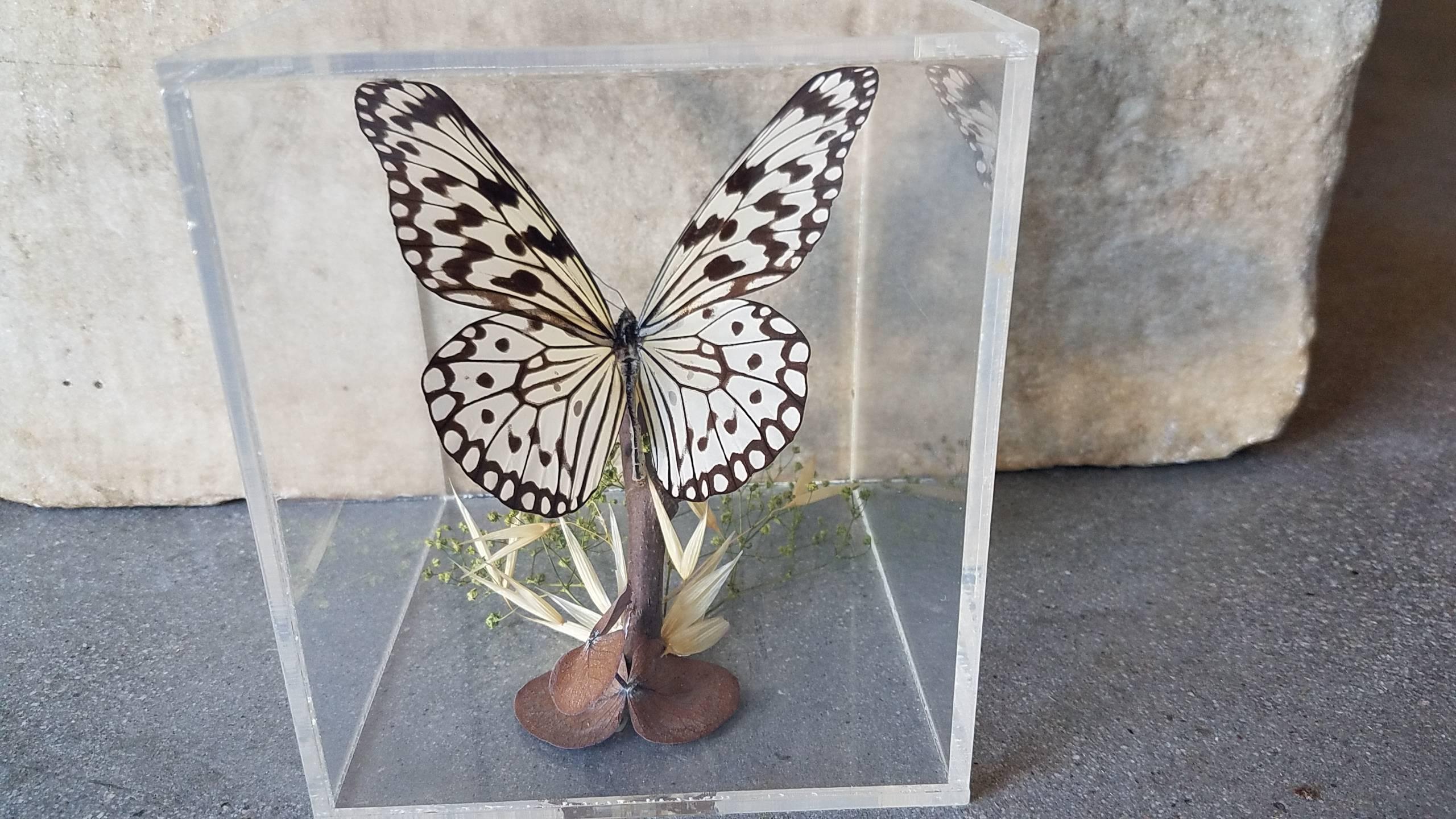 20th Century Vintage Butterfly Taxidermy