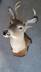 Beautiful Four Point Deer Head Mount Taxidermy