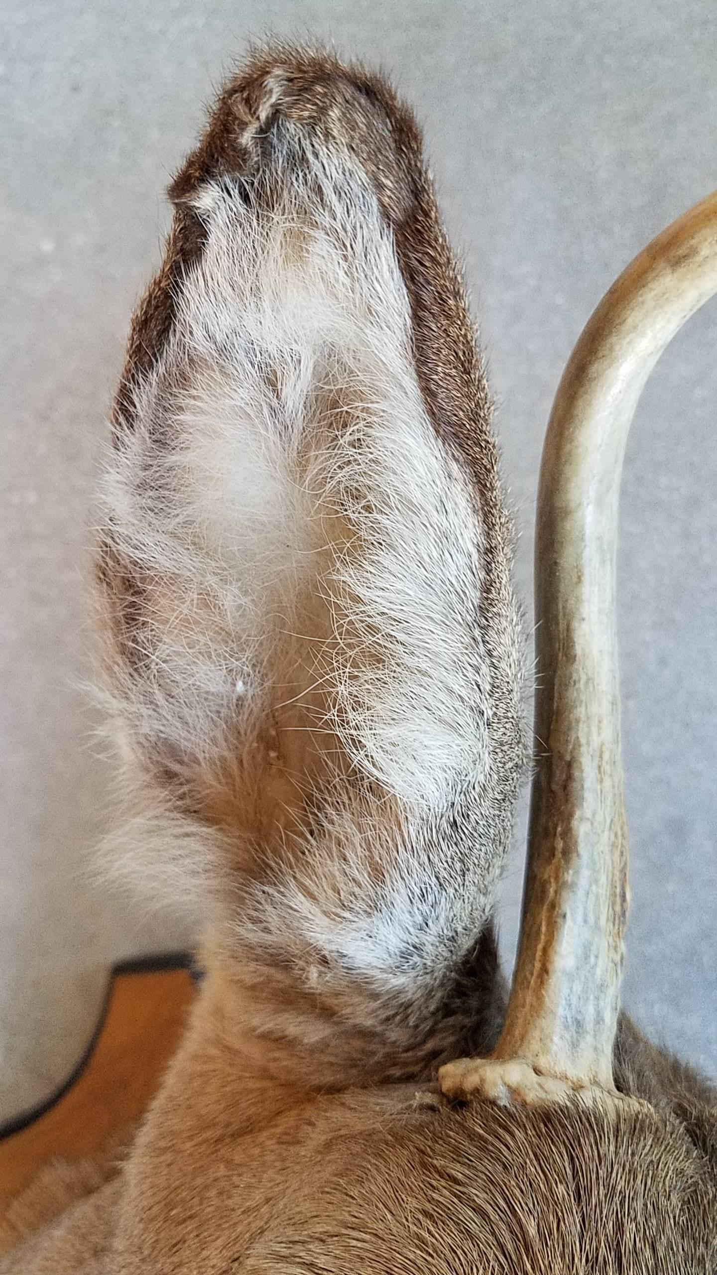 4 point buck