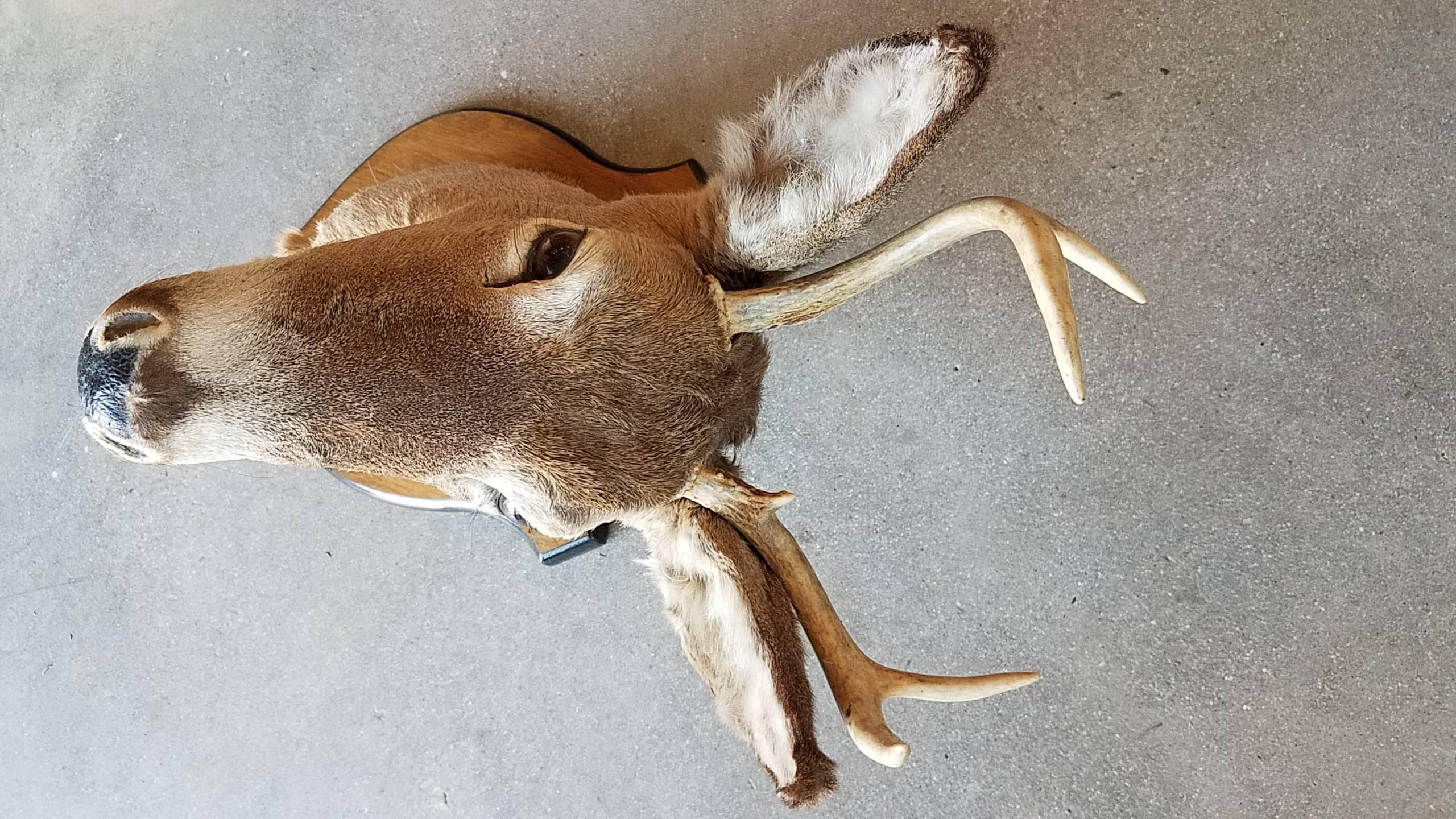 Contemporary Beautiful Four Point Deer Head Mount Taxidermy For Sale