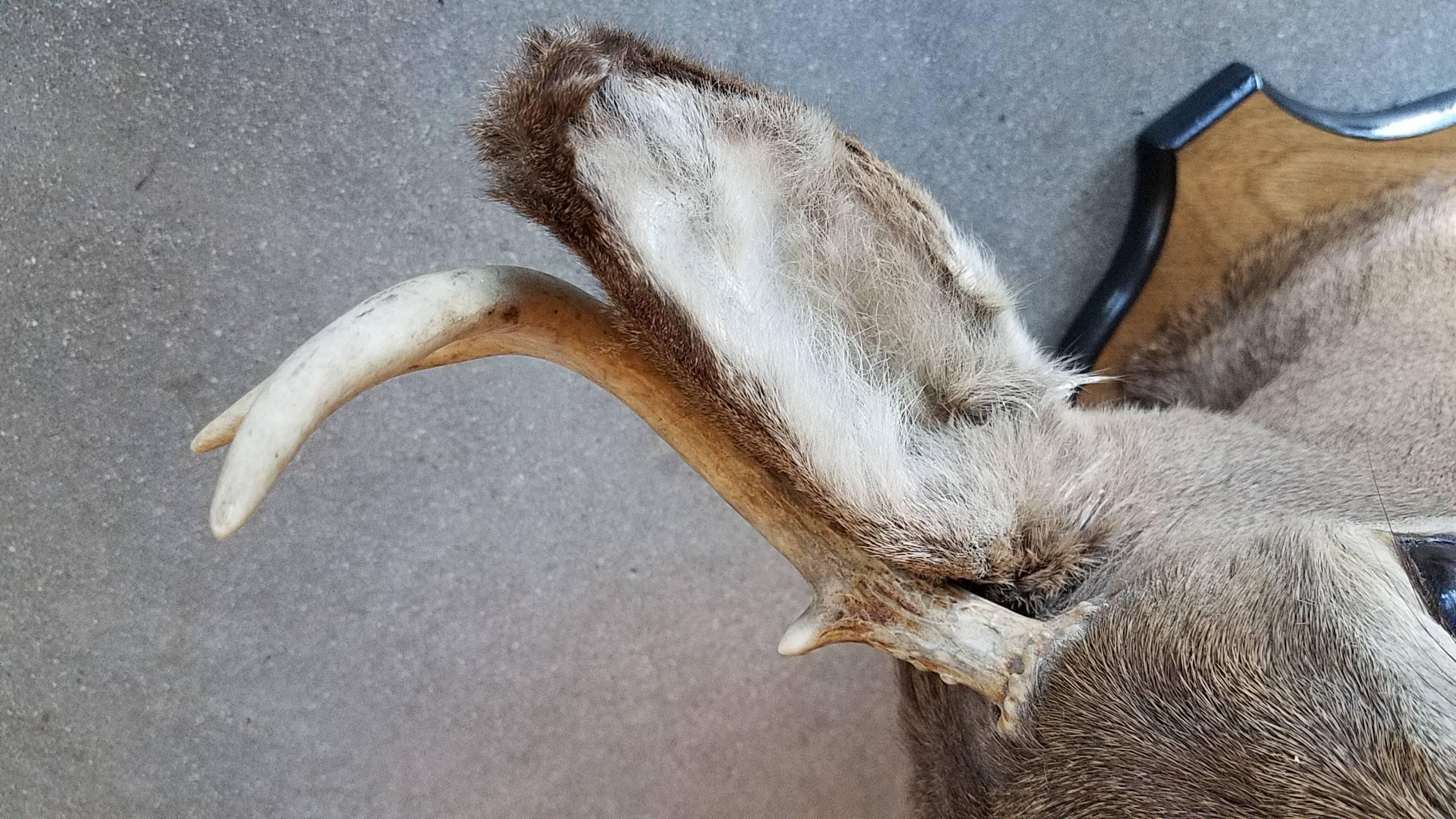 4 point deer