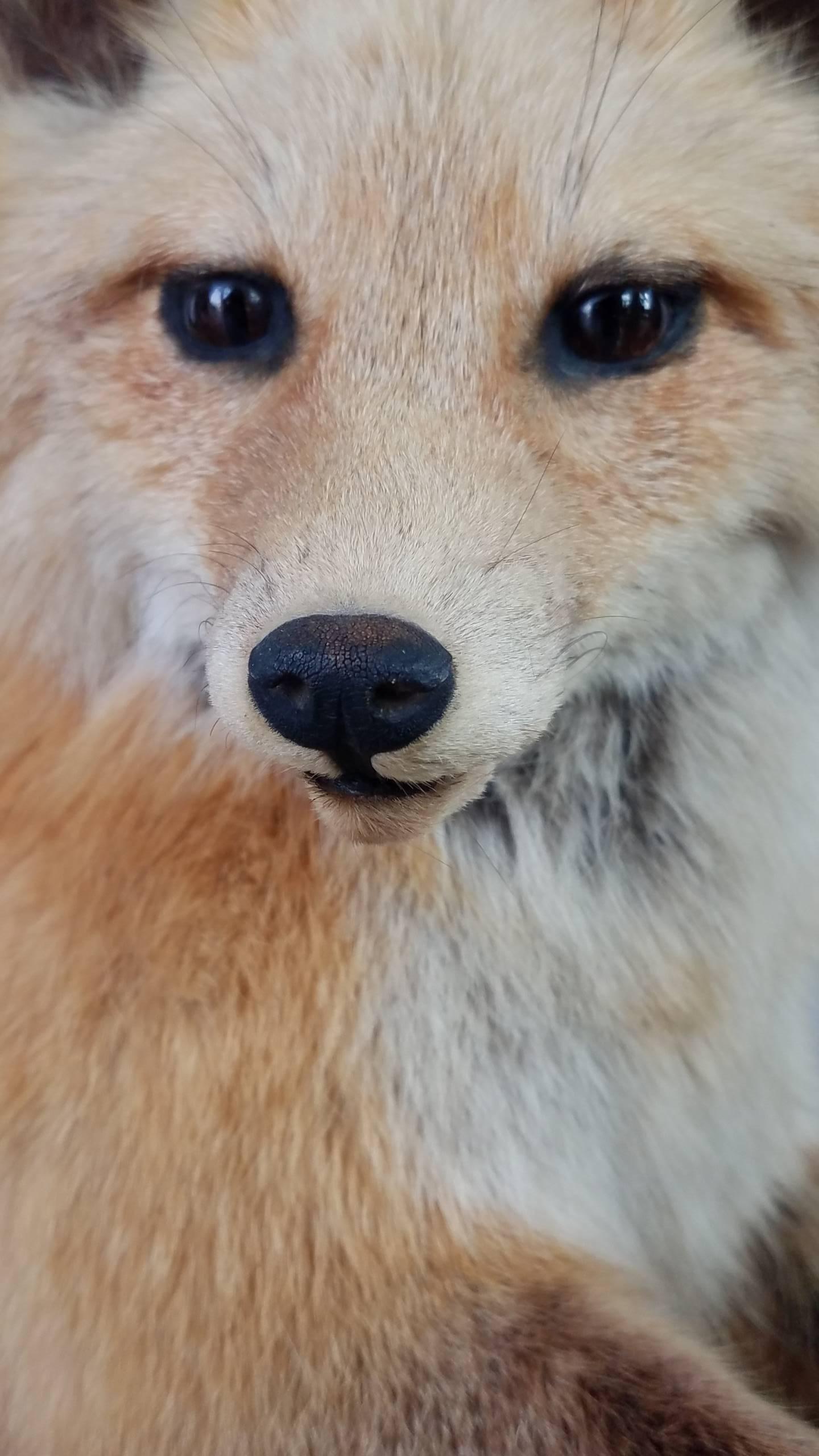Other Spectacular Vintage Red Fox Taxidermy on Natural Cork Bark Base