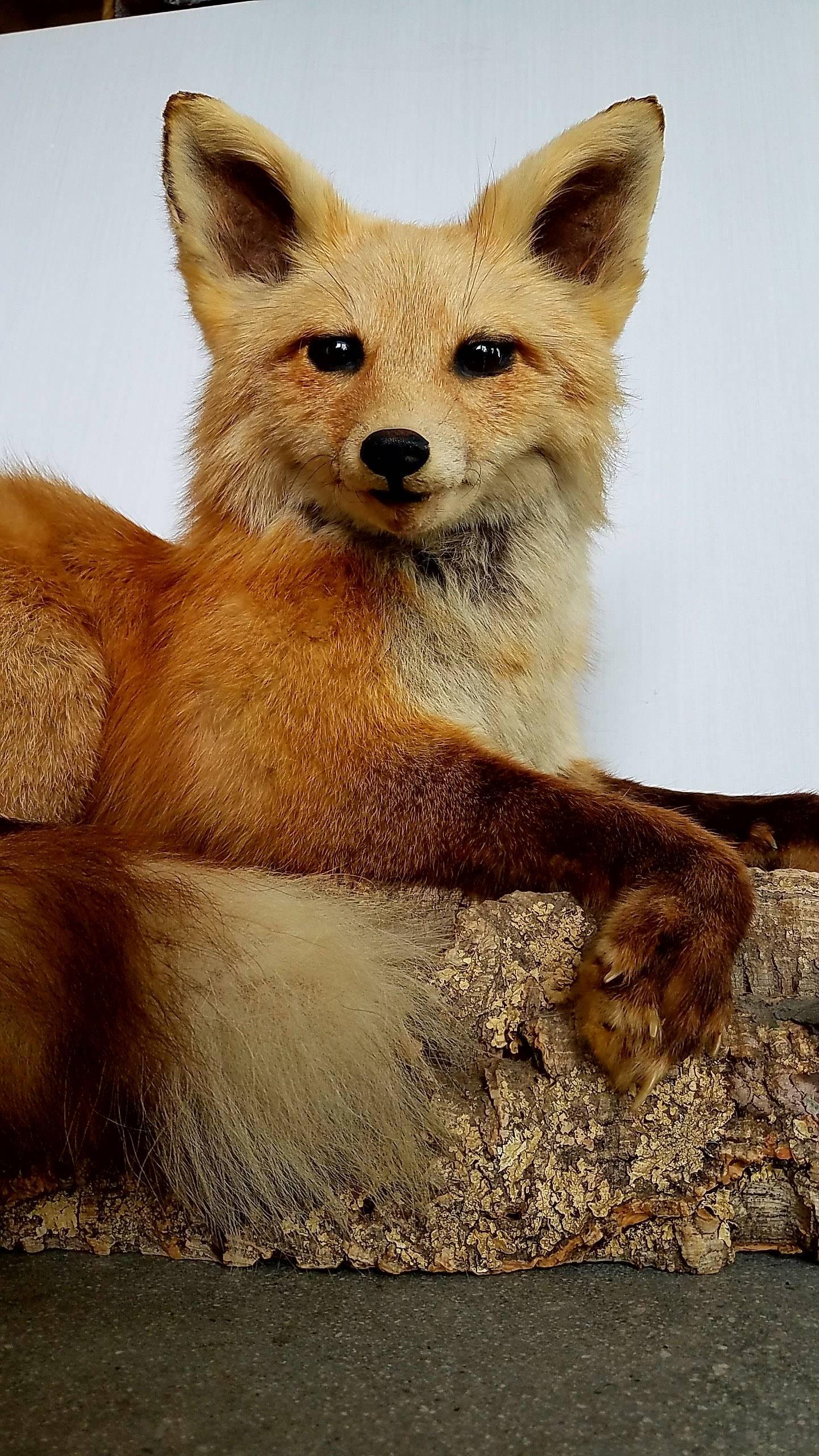 Incredible Red Fox Taxidermy. Superior condition and demeanor. A stunning specimen on a large cork bark base.  Mounted seamlessly with great expertise.  Fur is in perfect condition and the expression is extremely lifelike.
