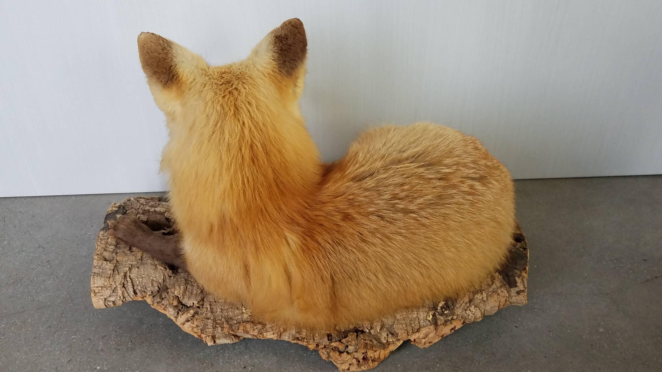 Spectacular Vintage Red Fox Taxidermy on Natural Cork Bark Base 2