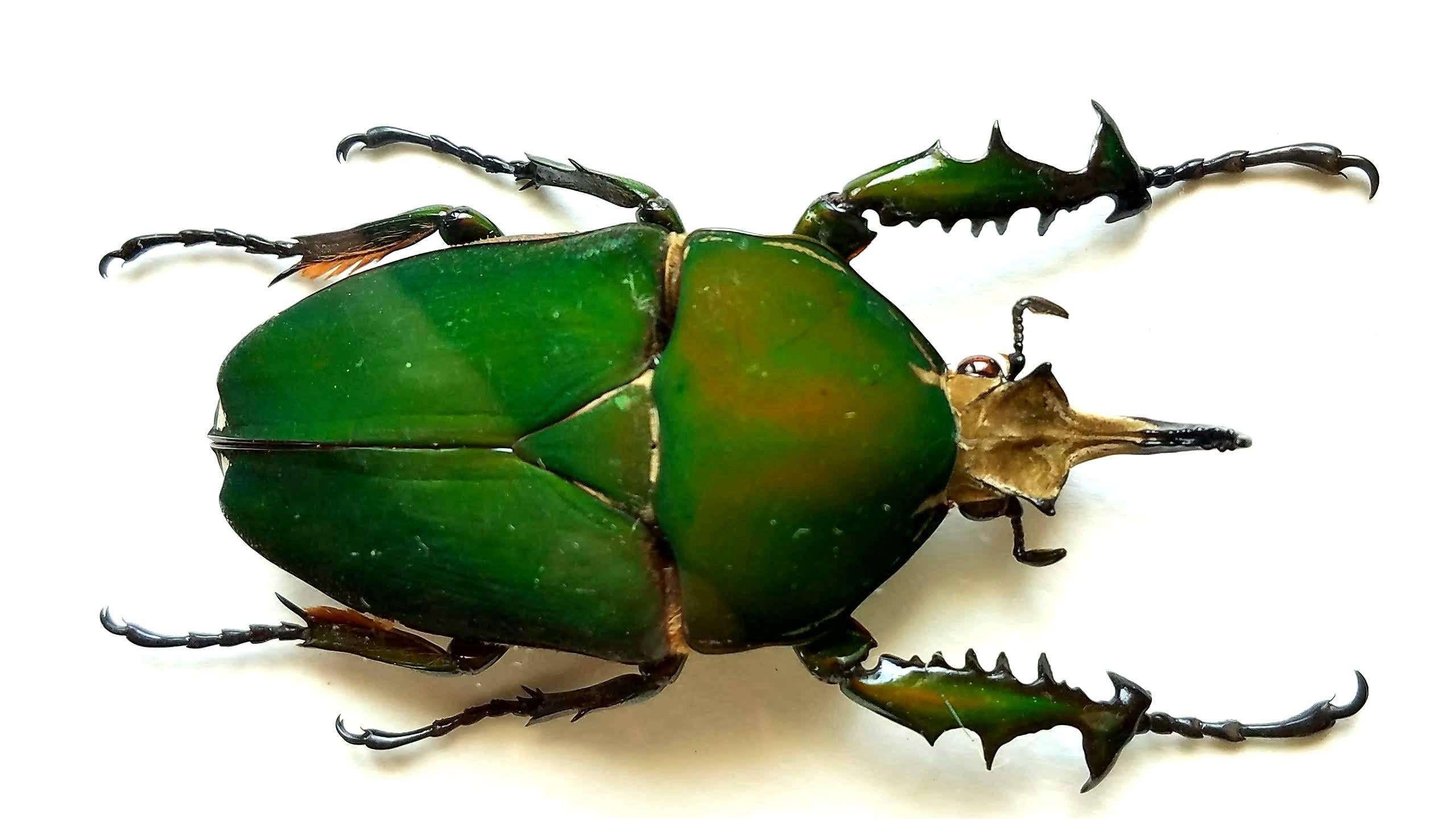 Congolese Extraordinary Beetle Taxidermy with Winged Exhibition