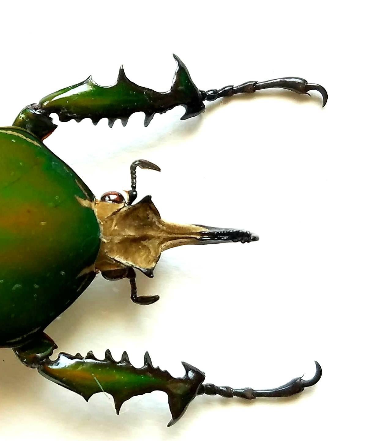Extraordinary Beetle Taxidermy with Winged Exhibition In Excellent Condition In Cardiff, CA