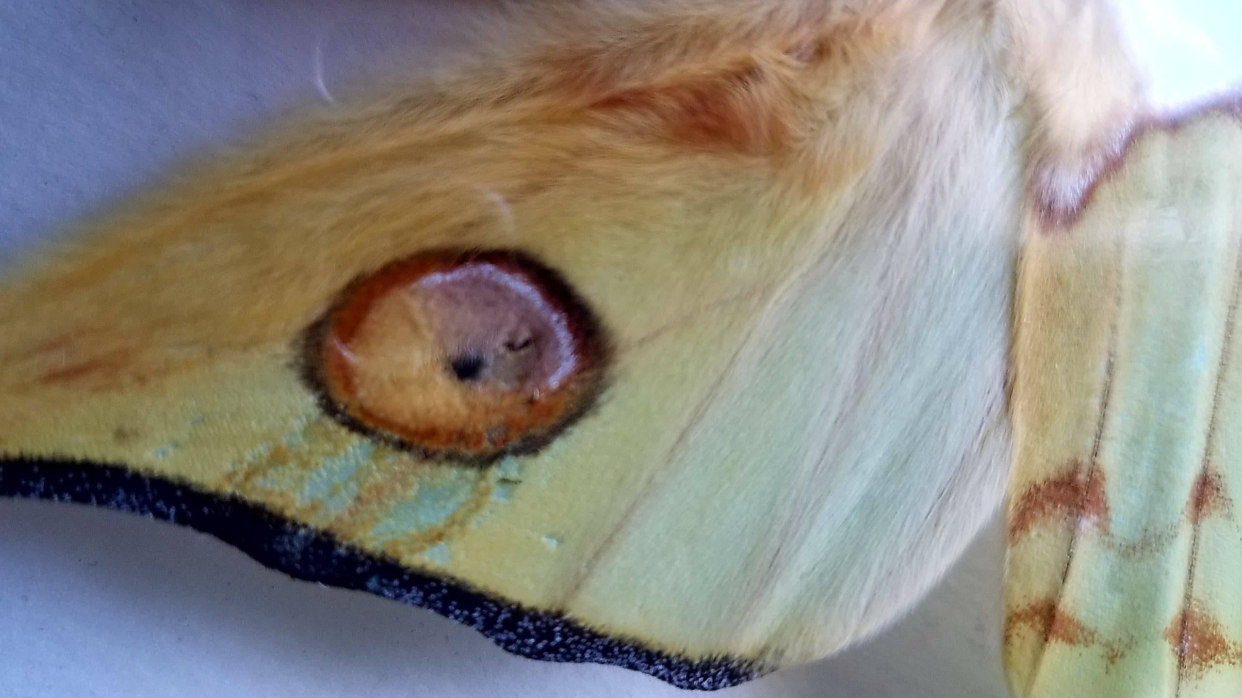 Other Spectacular Luna Moth Taxidermy Mounted in a Glassed Frame