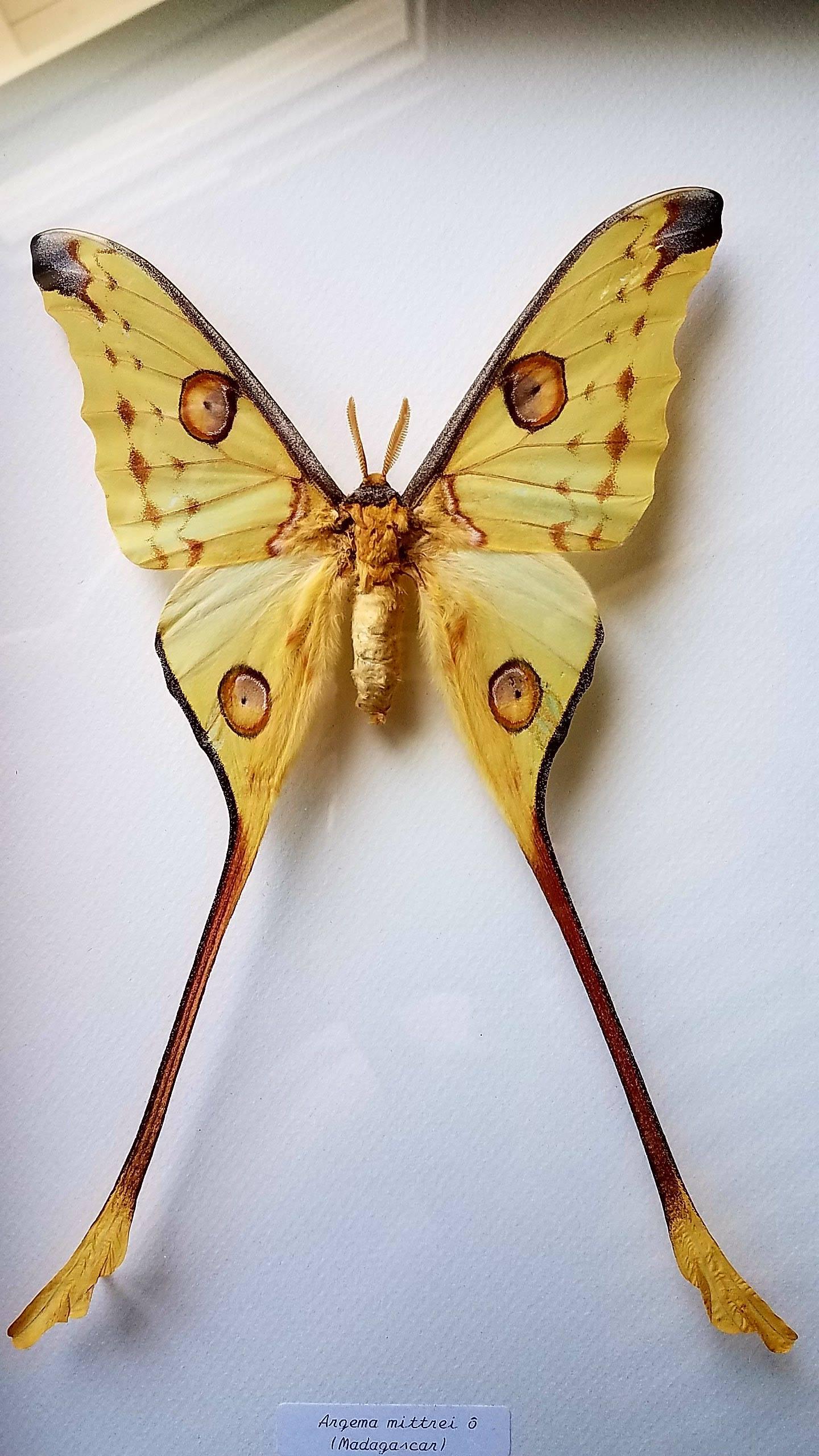 Spectacular Luna Moth Taxidermy Mounted in a Glassed Frame In Excellent Condition In Cardiff, CA