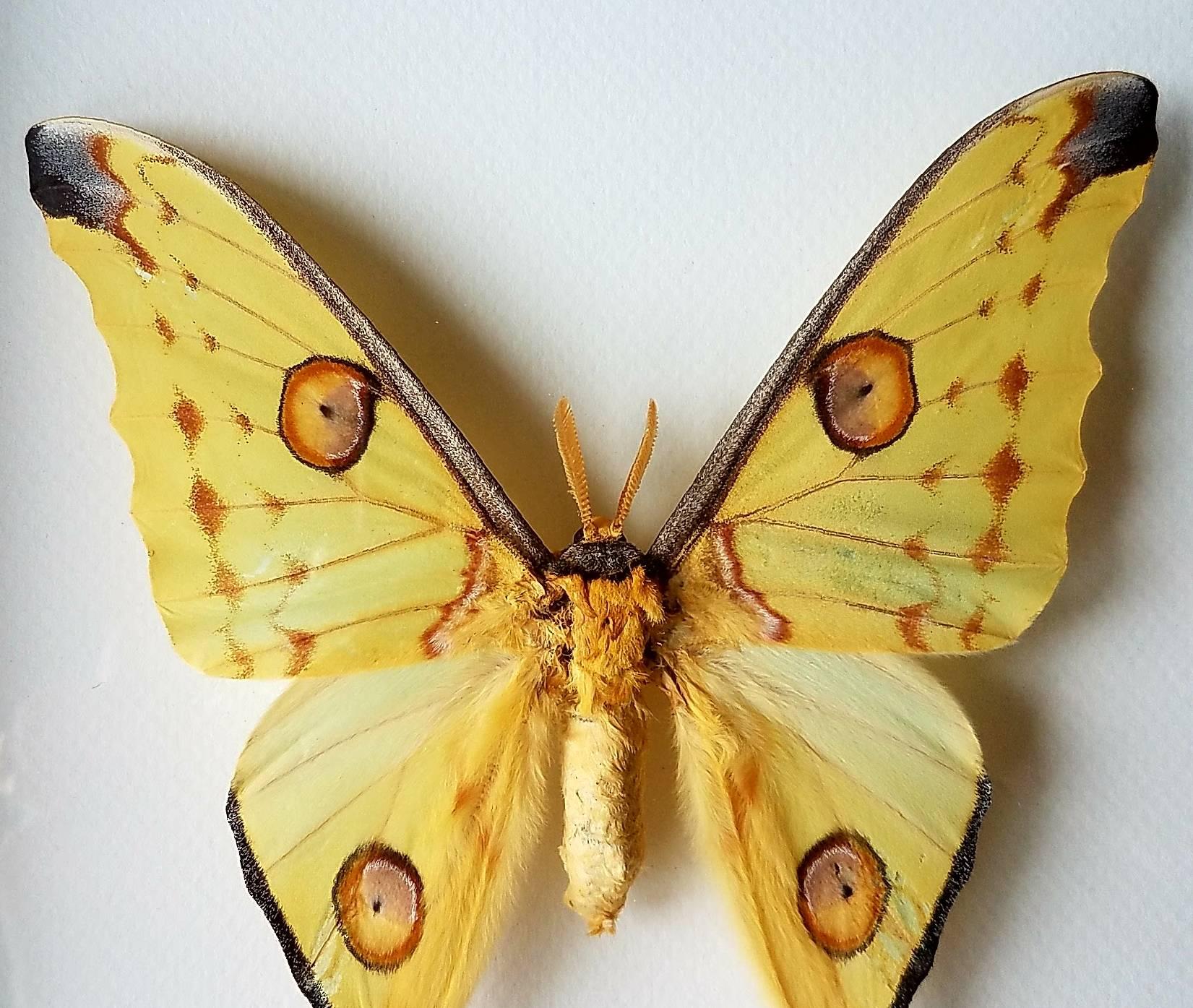 This is a beautiful specimen with pristine condition. A stunner.