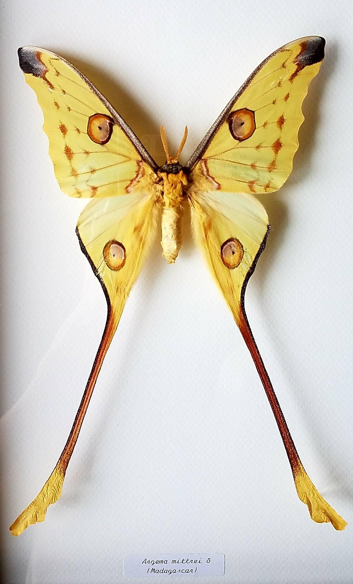 taxidermy moths