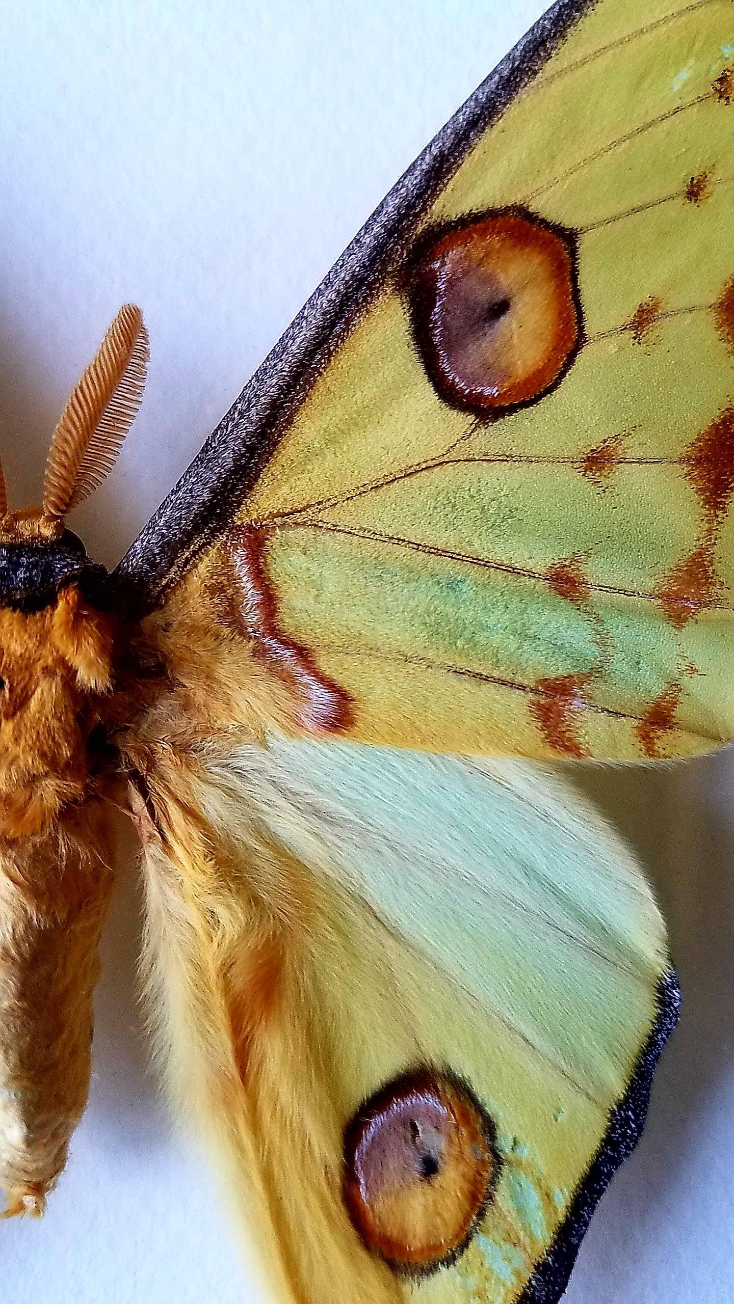 mounted luna moth