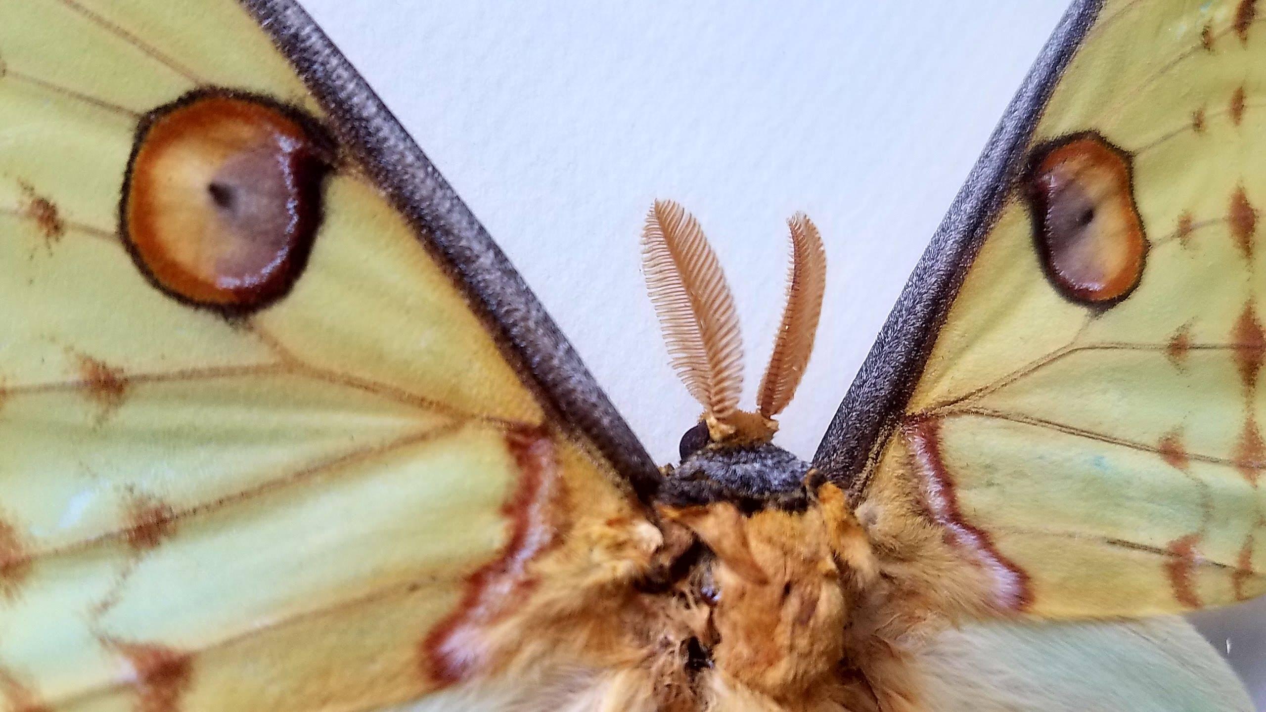 Malagasy Spectacular Luna Moth Taxidermy Mounted in a Glassed Frame