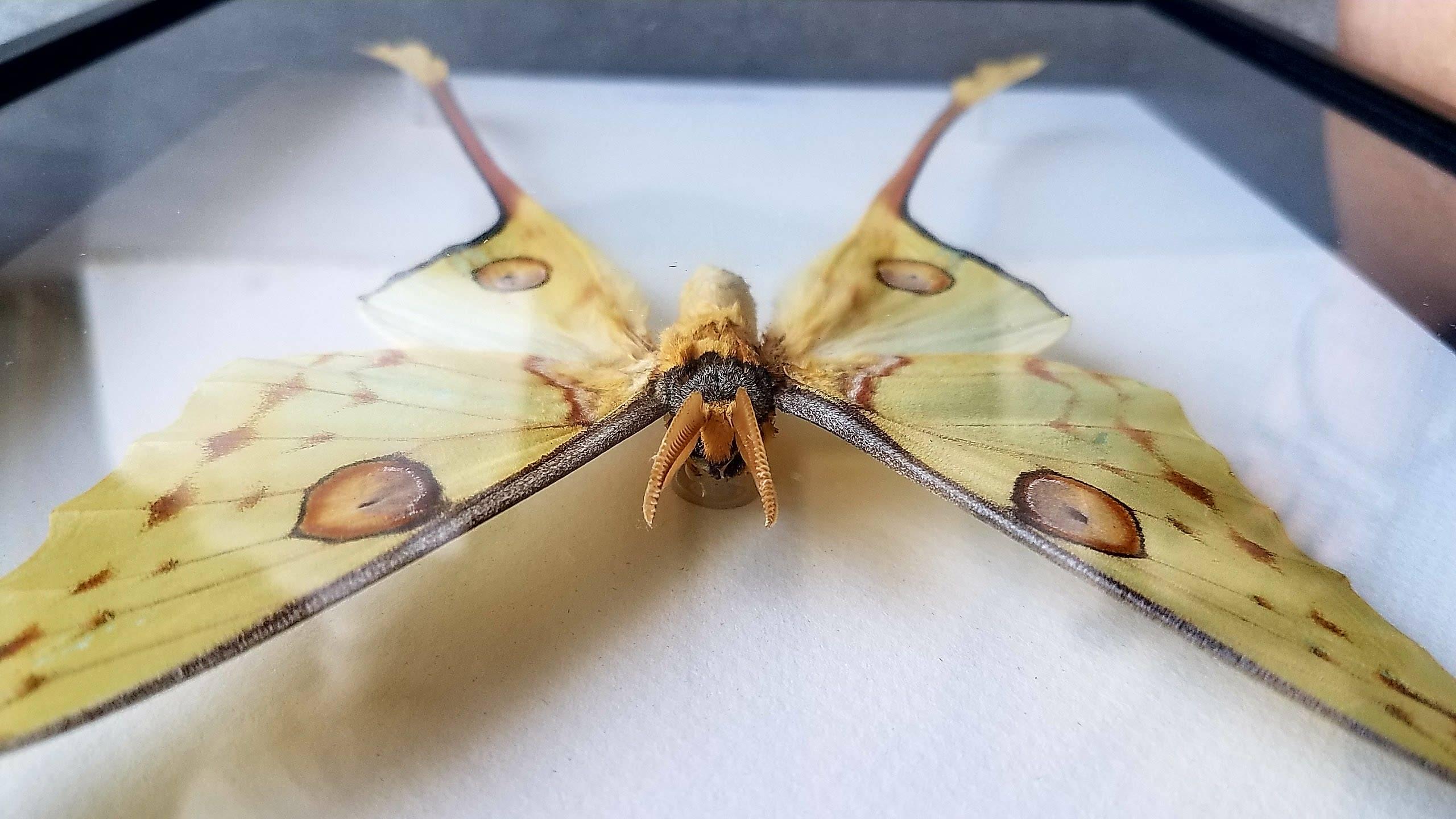 Painted Spectacular Luna Moth Taxidermy Mounted in a Glassed Frame