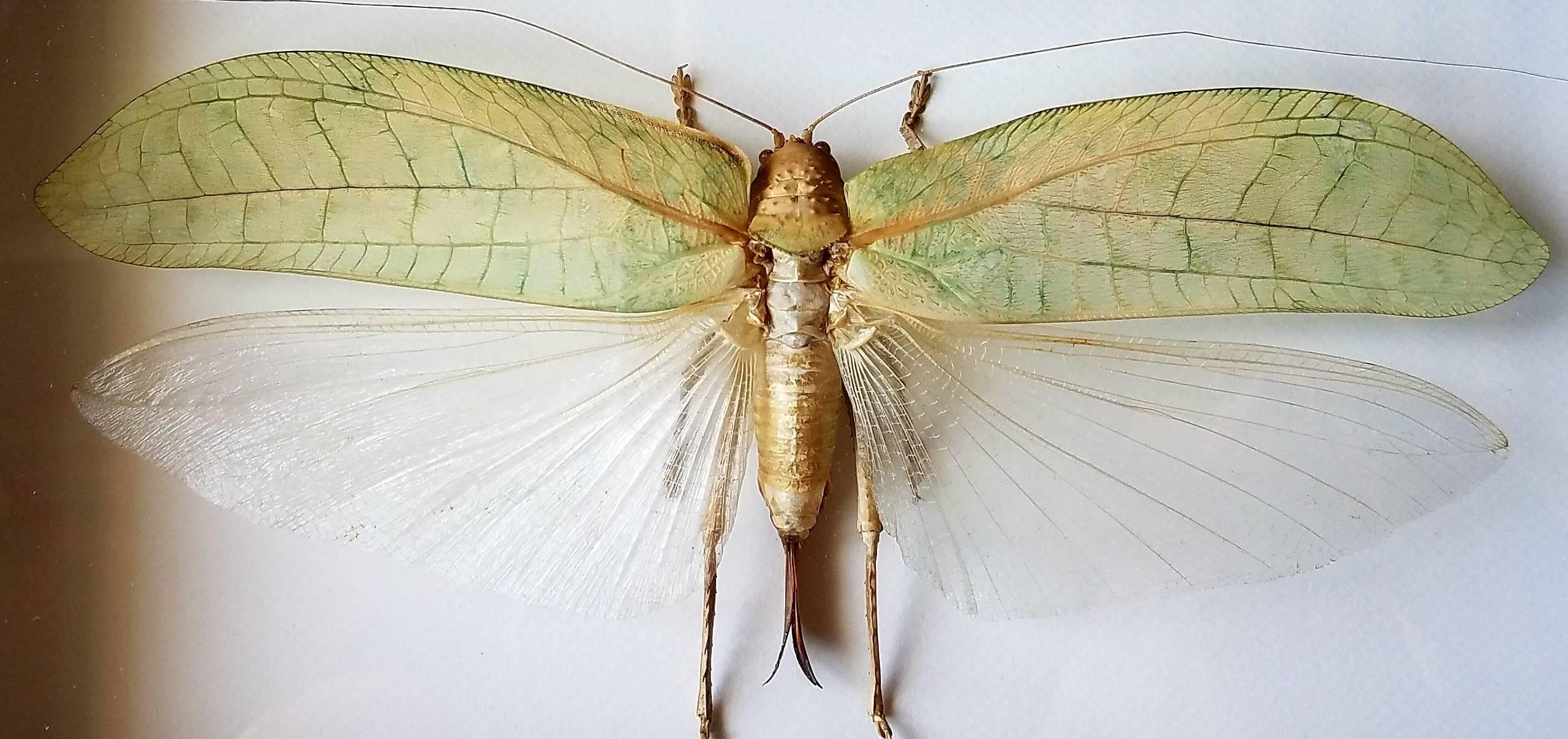 Exceptional Insect Taxidermy Mounted in Glassed Frame In Excellent Condition In Cardiff, CA