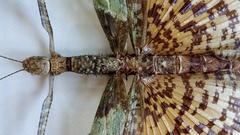 Exceptional Walking Stick Insect Taxidermy Mounted in Glassed Frame