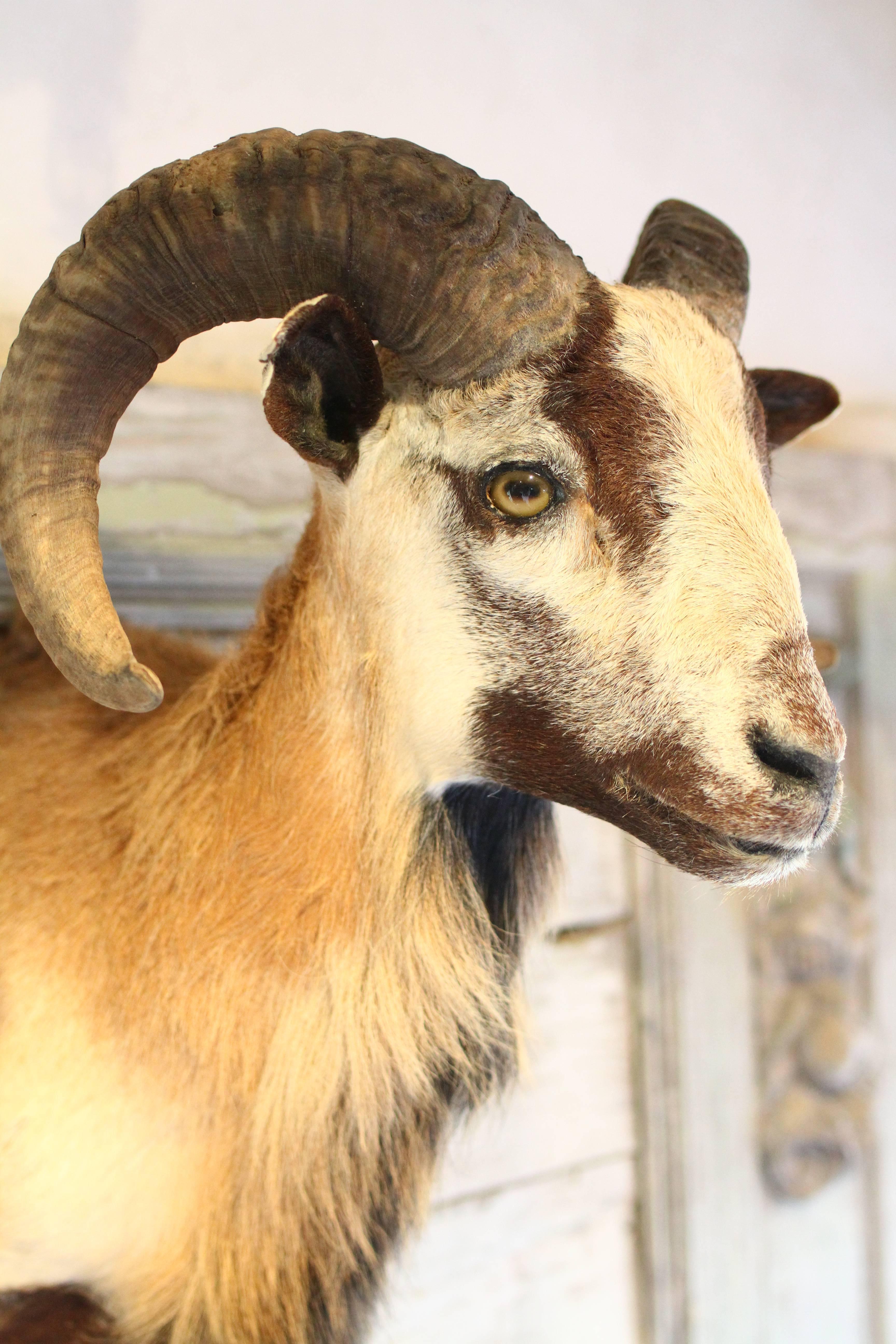 This handsome goat head mount is in pristine condition with very clear glassy eyes, long hair on the neck and yet close tiny hair around the horns. There are no balding or thinning spots and the horns are thick and grooved. Perfect to mount in a