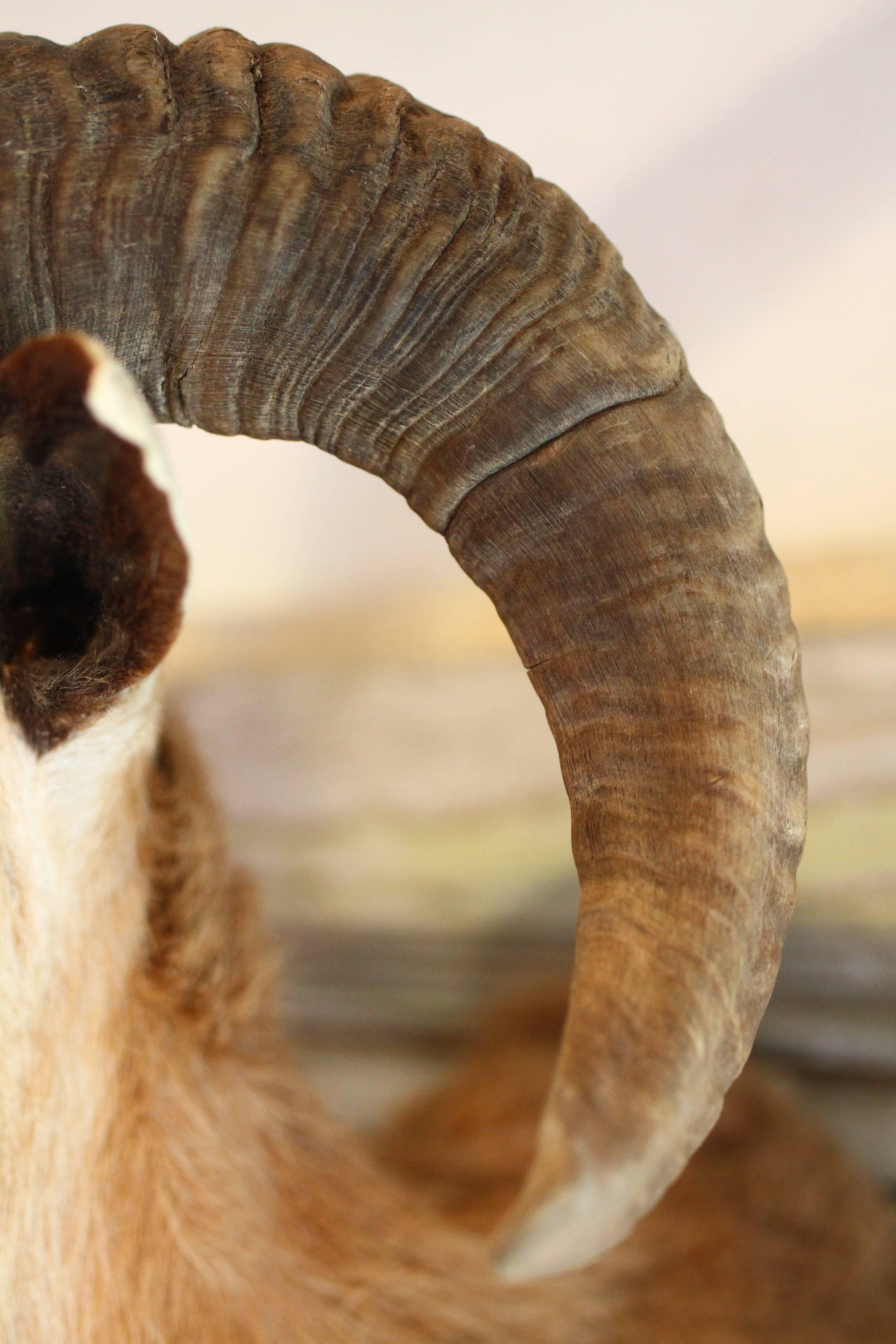 Organic Modern Corsican Ram Goat Shoulder Mount Taxidermy For Sale
