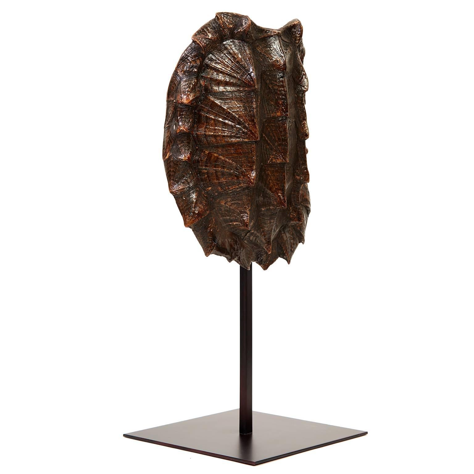 This antique taxidermy shell’s distinct, rough ridges are characteristic of the alligator snapping turtle. The largest freshwater turtle in North America, its shell has three ridges that form a fanned pattern. In excellent condition, the shell