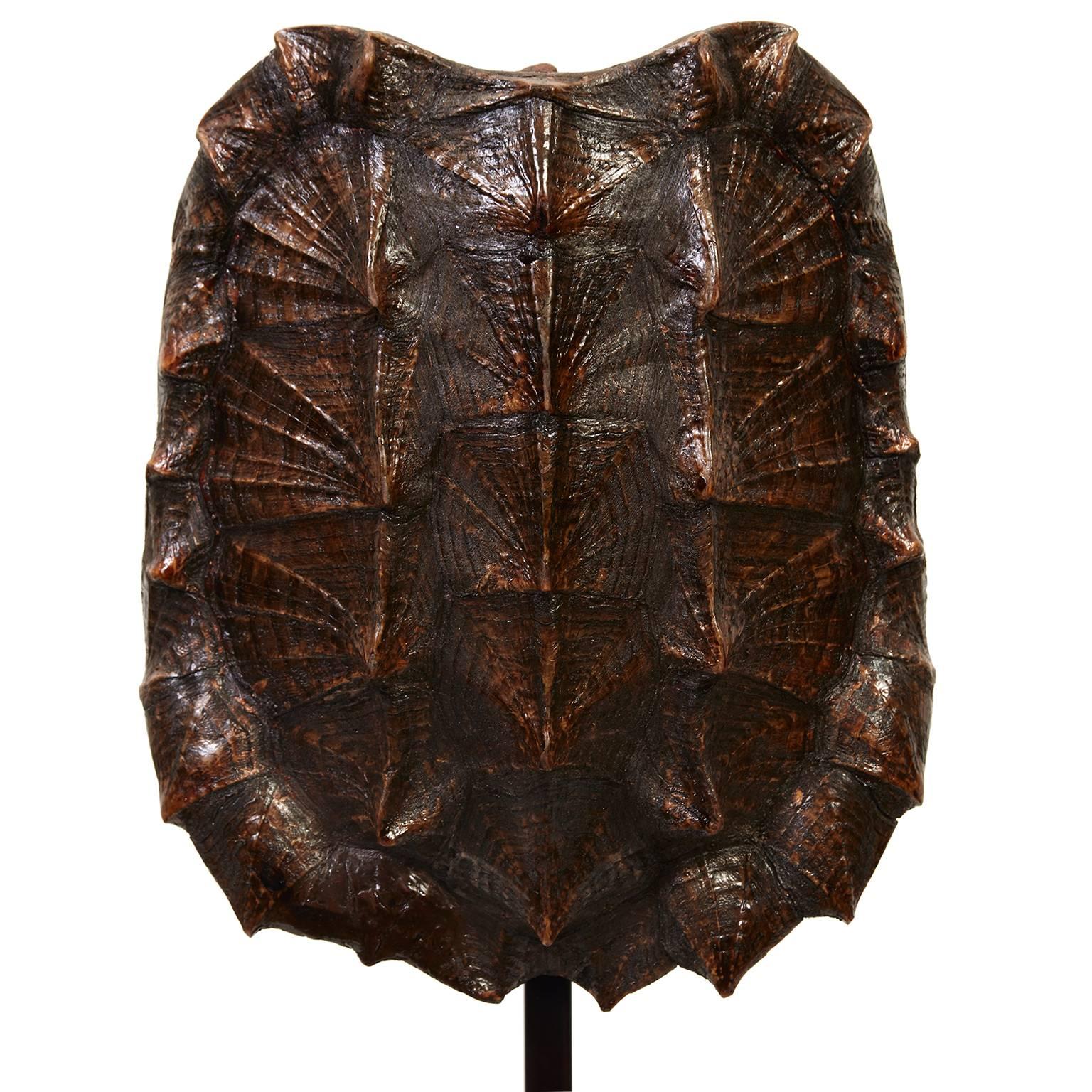 Vintage Turtle Shell In Good Condition In New York, NY