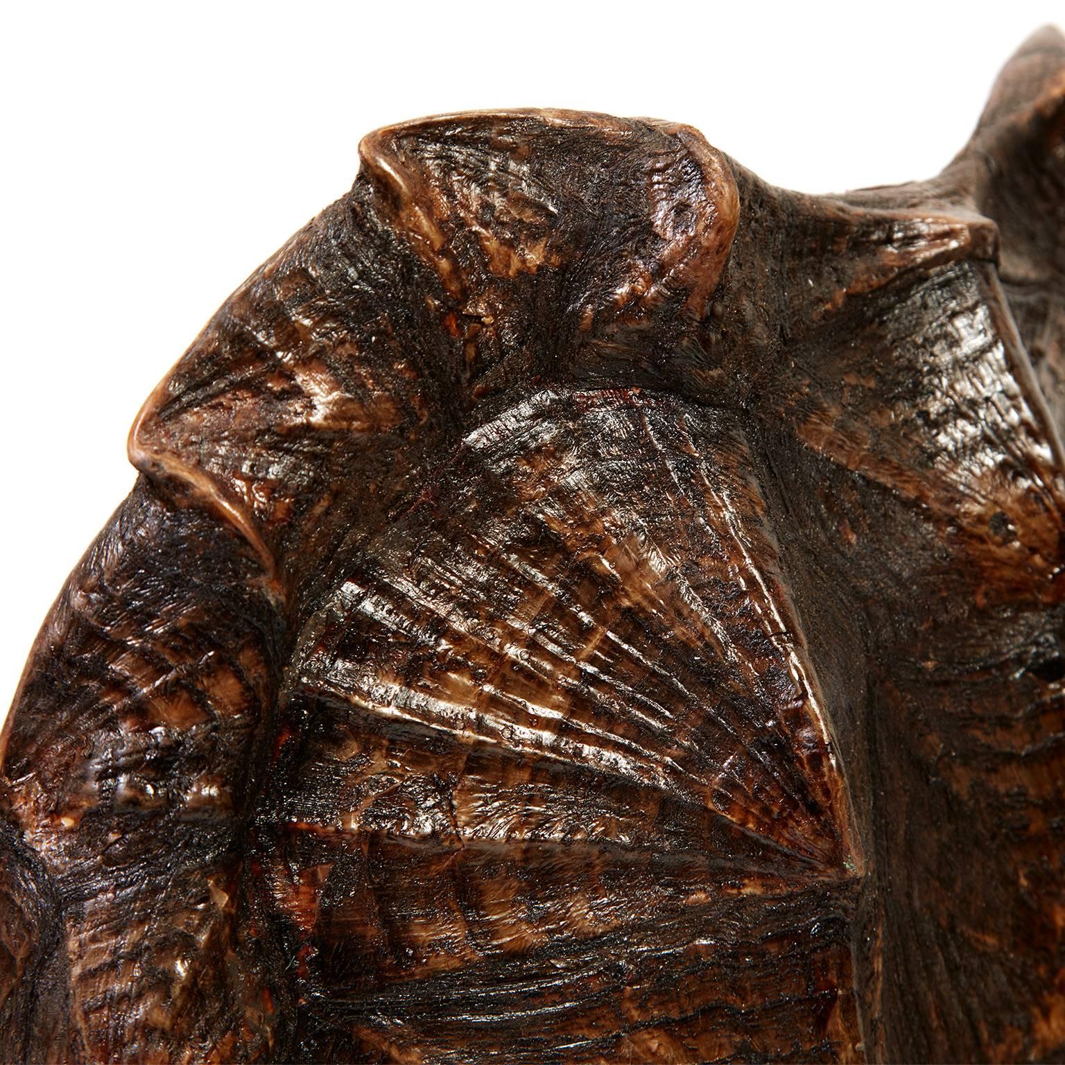 20th Century Vintage Turtle Shell