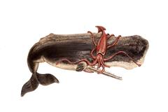 Hand-Caved Whale vs. Squid