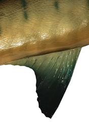 Vintage Sailfish