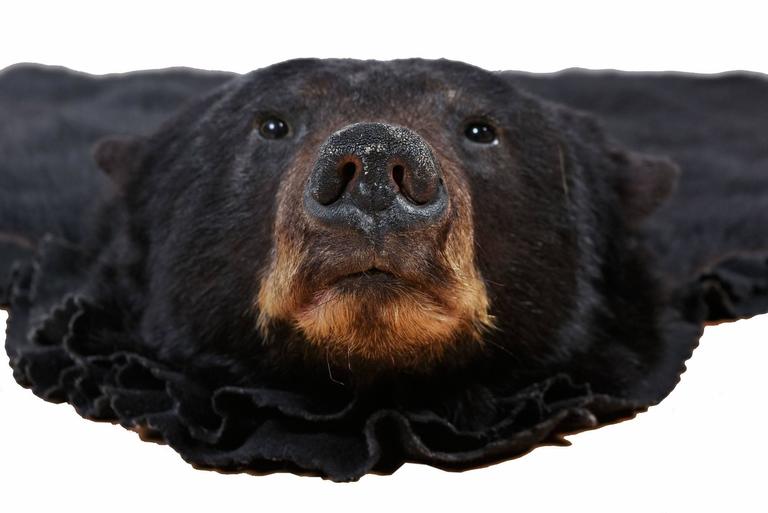 Authentic American Black Bear Skin Rug, Authentic Bear Skin Rugs