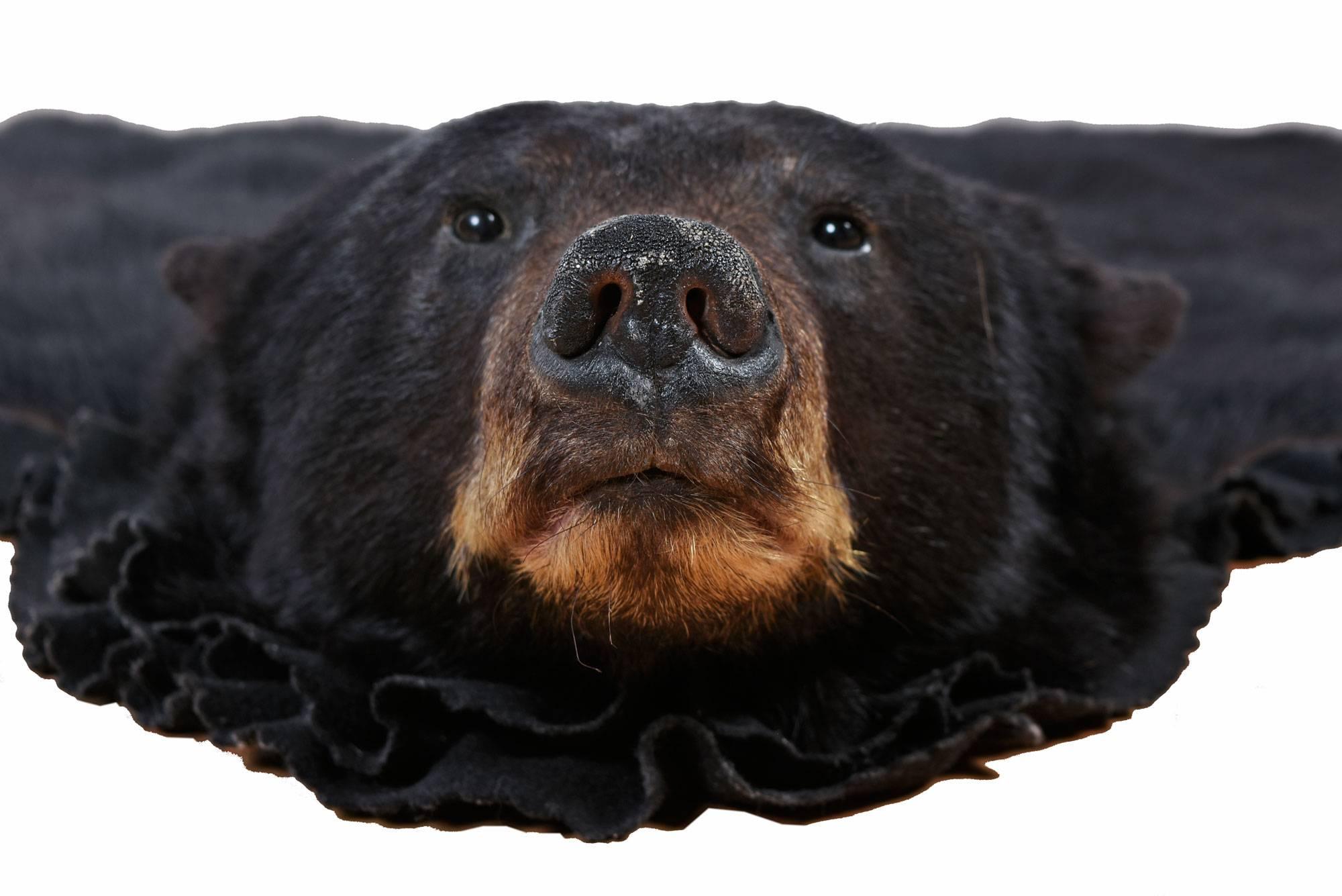 Authentic taxidermy mounted American black bear skin rug. This piece was commissioned by the owner, who lived in North Carolina's Blue Ridge Mountains, an area highly populated with black bears. This bear skin rug is nicely mounted, no bald spots
