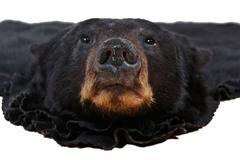 Authentic American Black Bear Skin Rug
