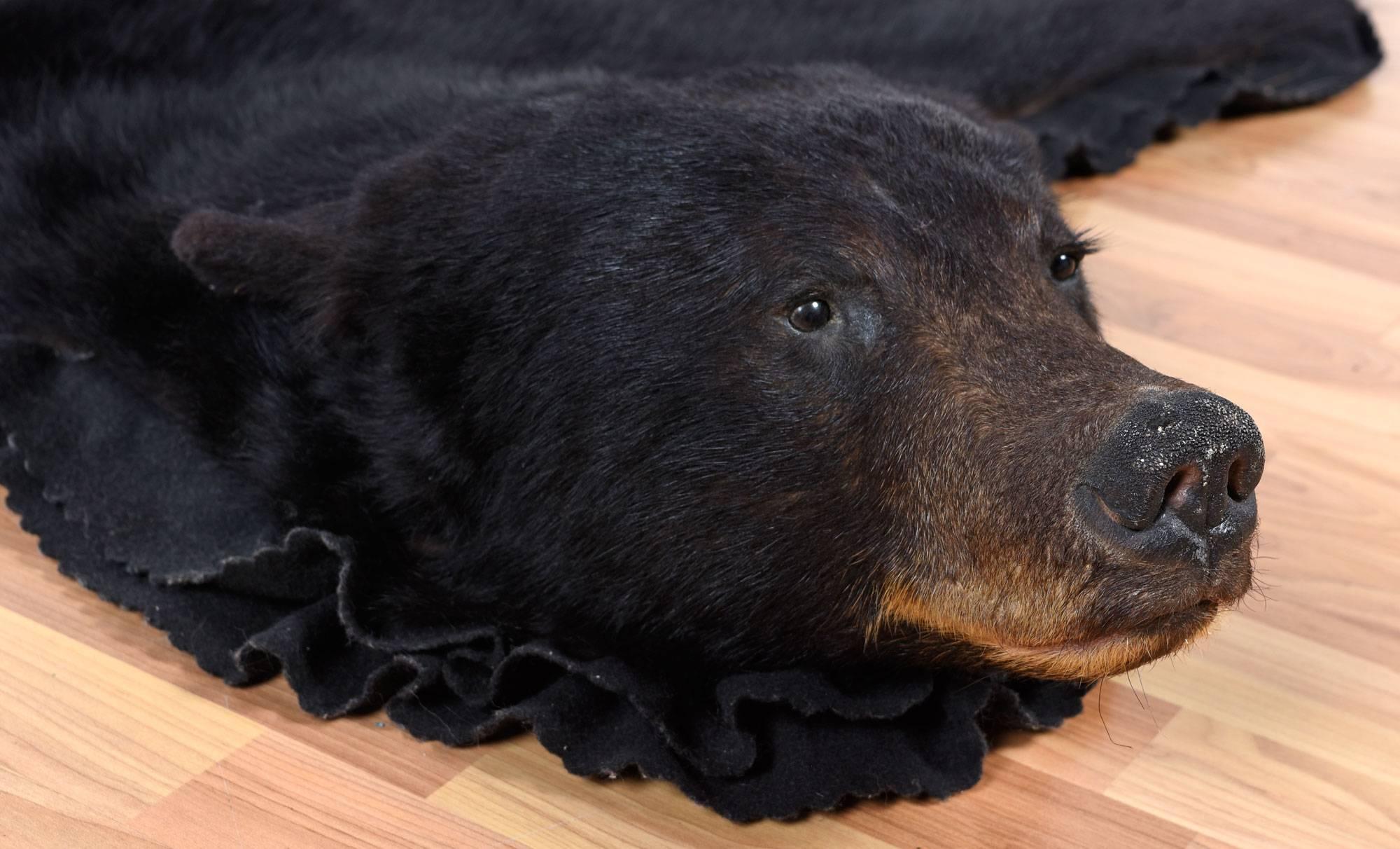 authentic bear skin rug