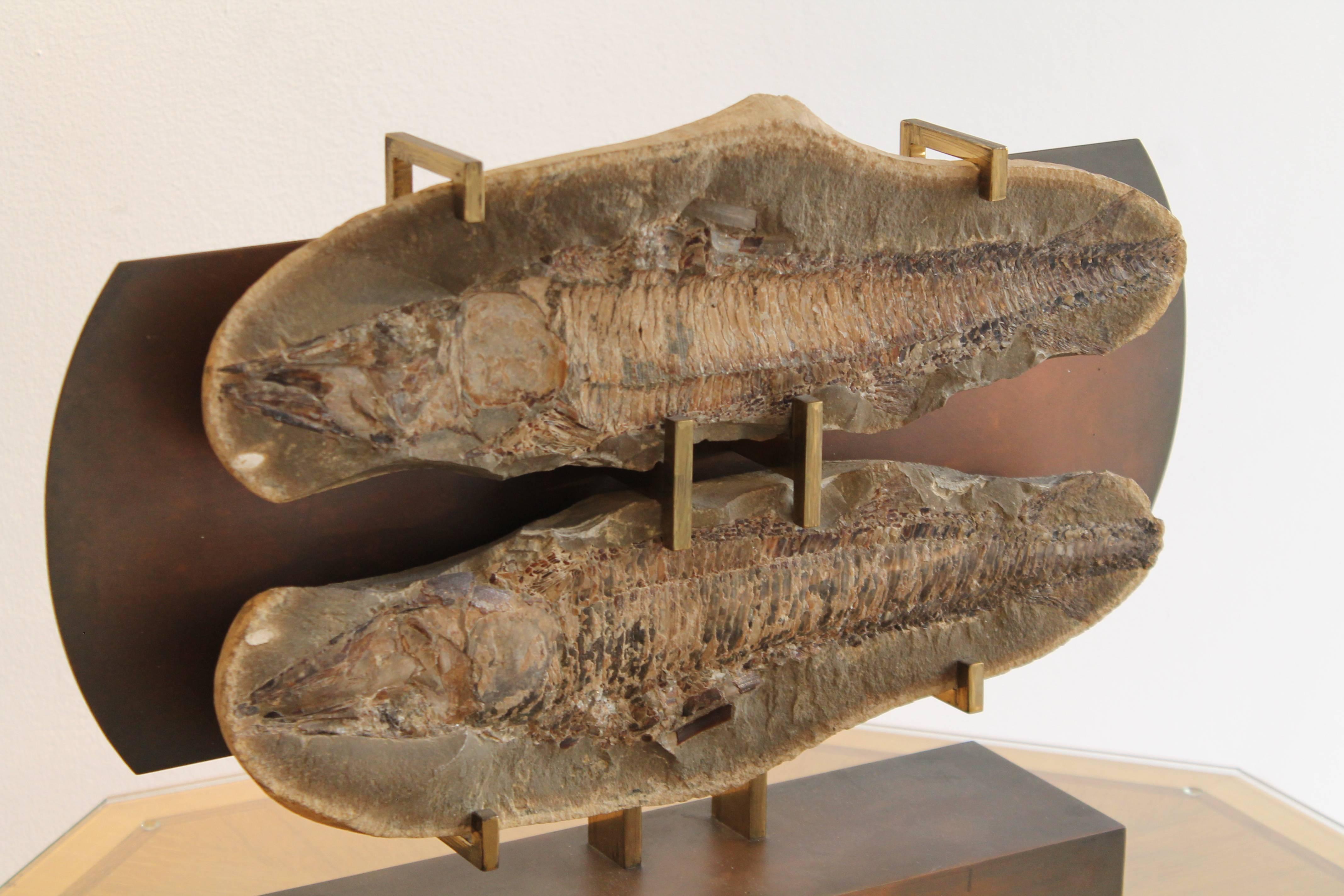 Belgian Fish Fossil Mounted on Bronze Pedestal