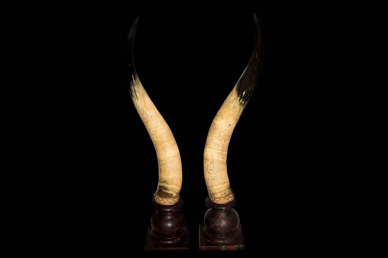 Stunning unusual grand country house finds sourced from an estate in the Scottish highlands, these horns are worldly chic personified when placed in a contemporary setting.
