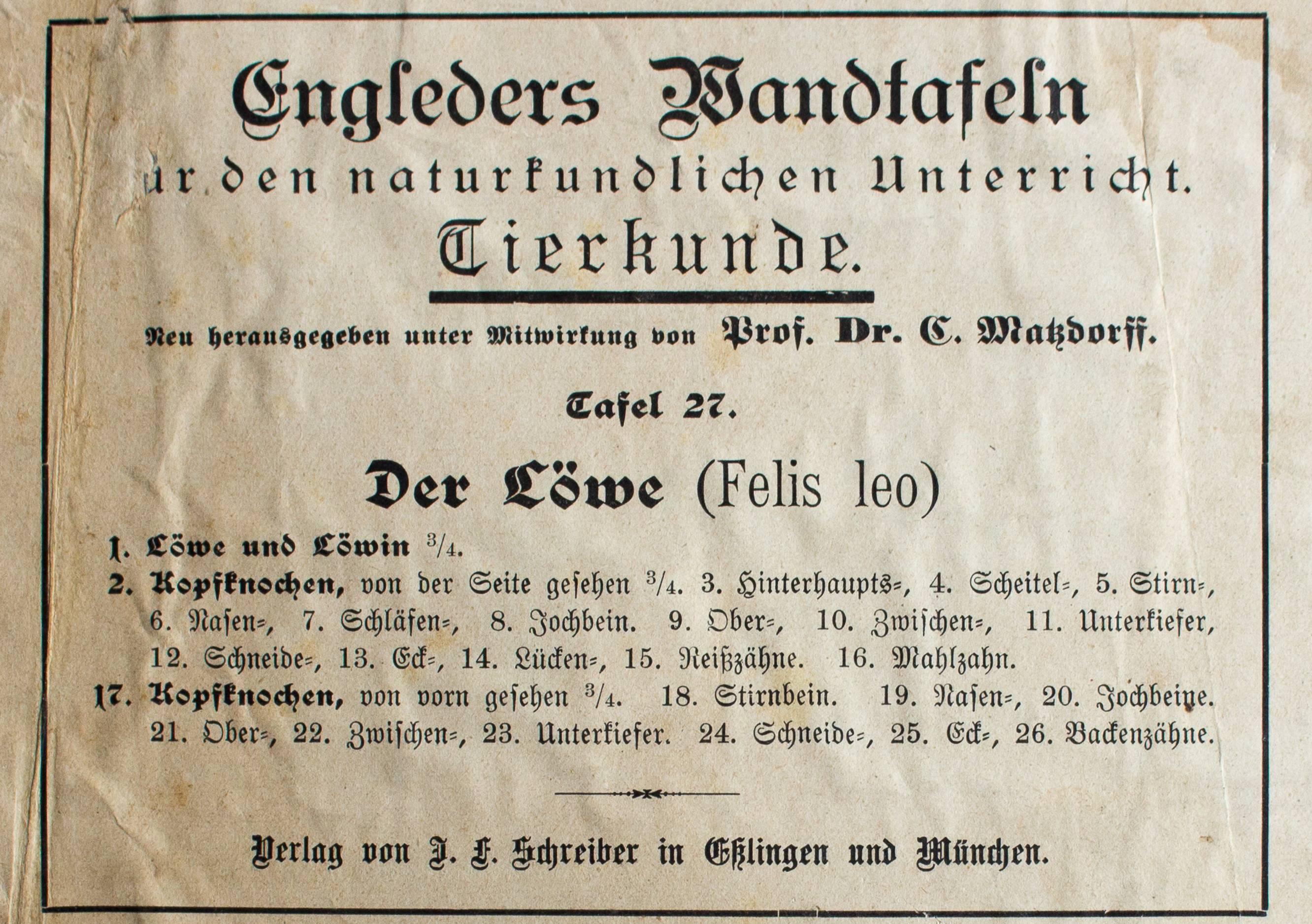 Paper Lion 'Felis Leo, ' Engleders Wall Charts, Lith. J. F. Schreiber, 1893 For Sale