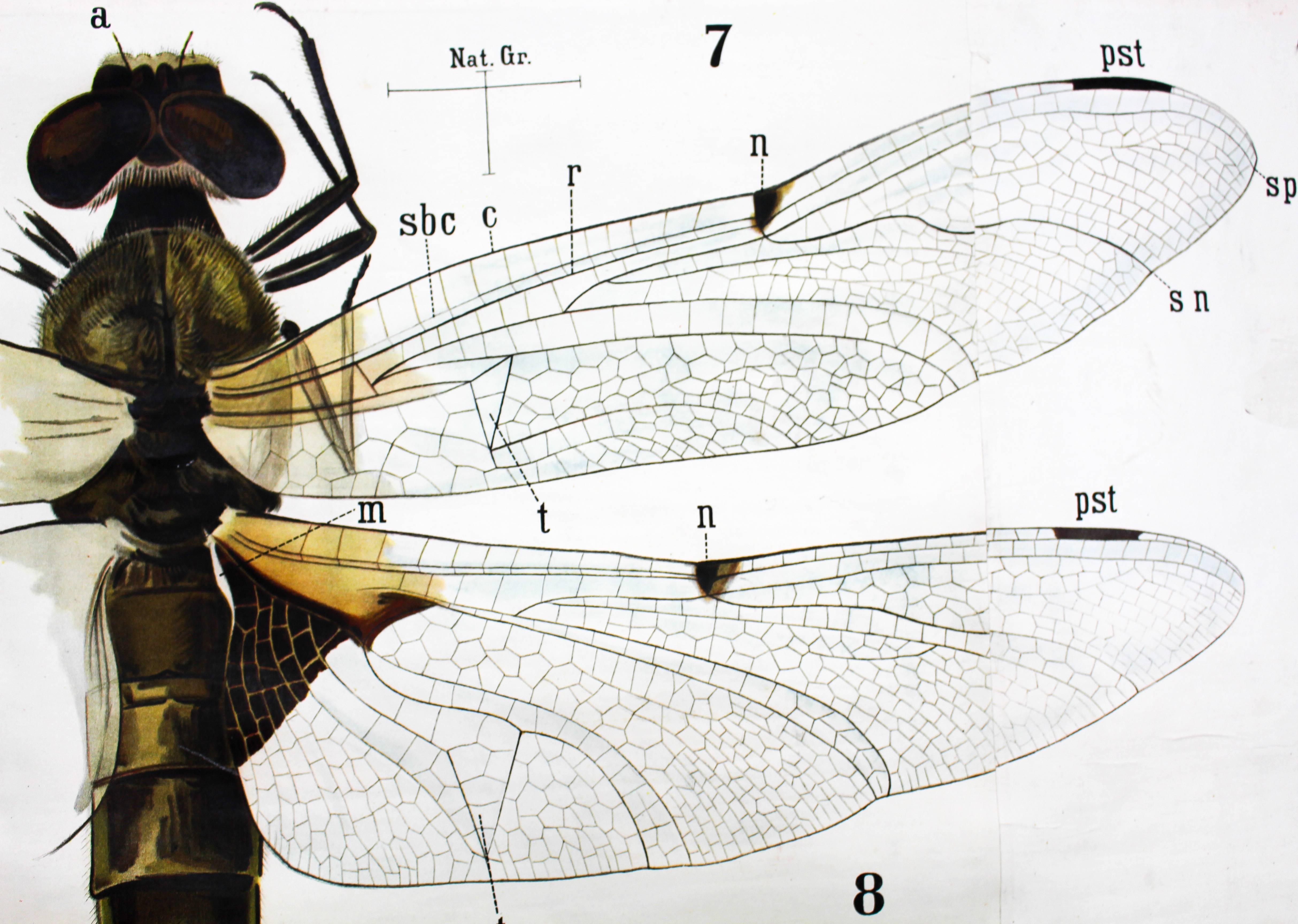 Other Vintage 19th Century Wall Chart by Rudolf Leuckart, Orthoptera, Insects, 1879 For Sale
