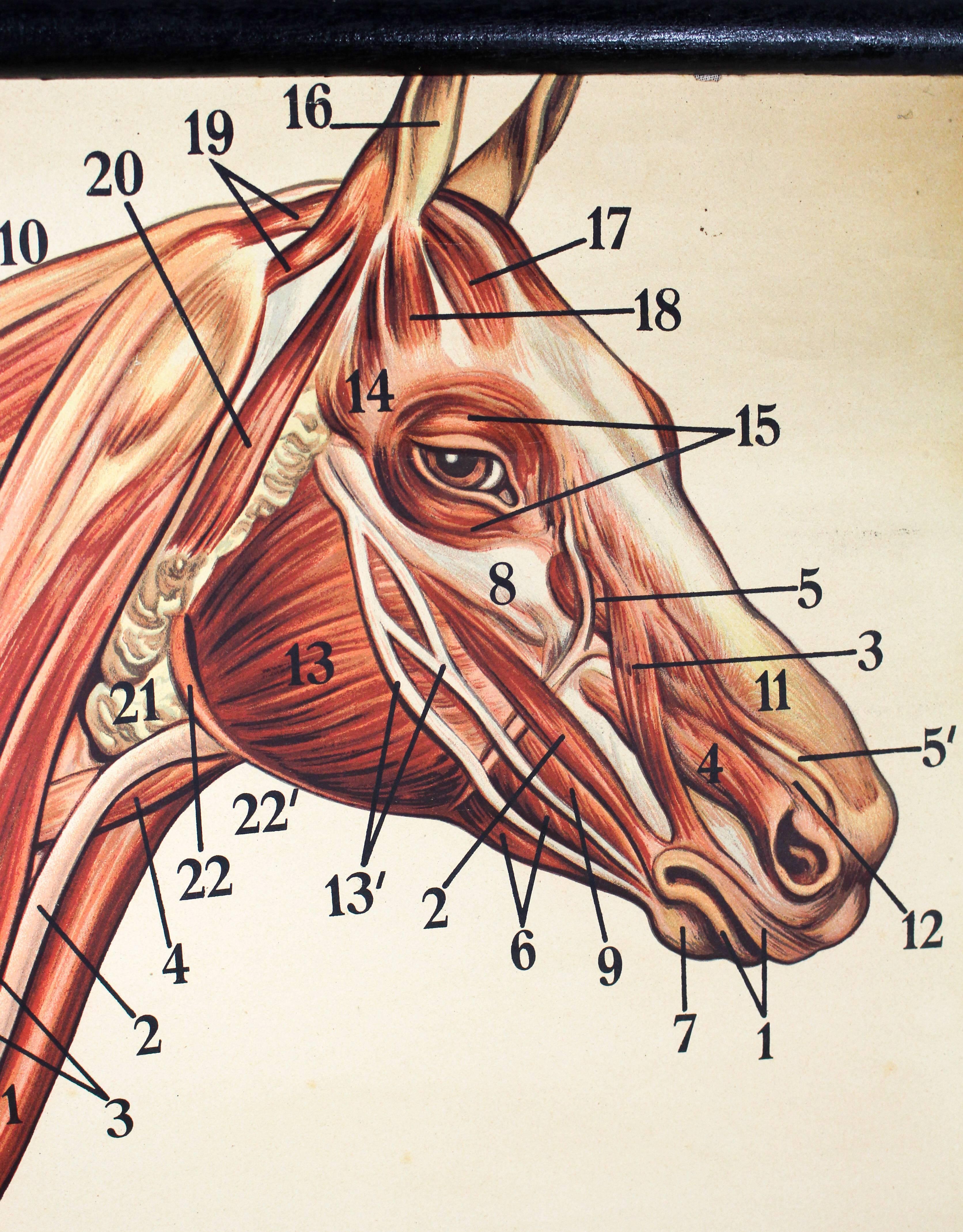 This vintage early 20th century wall chart of the muscular system of a horse was designed by author and illustrator Professor Dr. Richard Klett, who produced a series of five wall charts called 'The horse in half its natural size'. The charts were