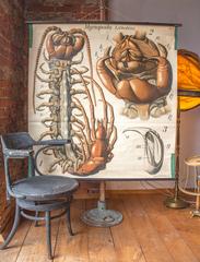 Tableau mural ancien Centipede de Paul Pfurtscheller, 1912